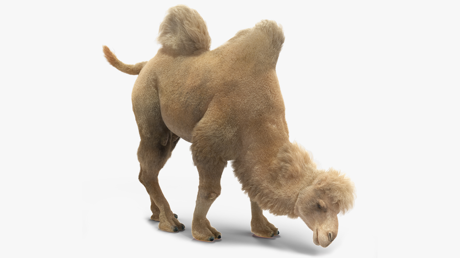 Bactrian Camel Light Colored Fur Rigged 3D model