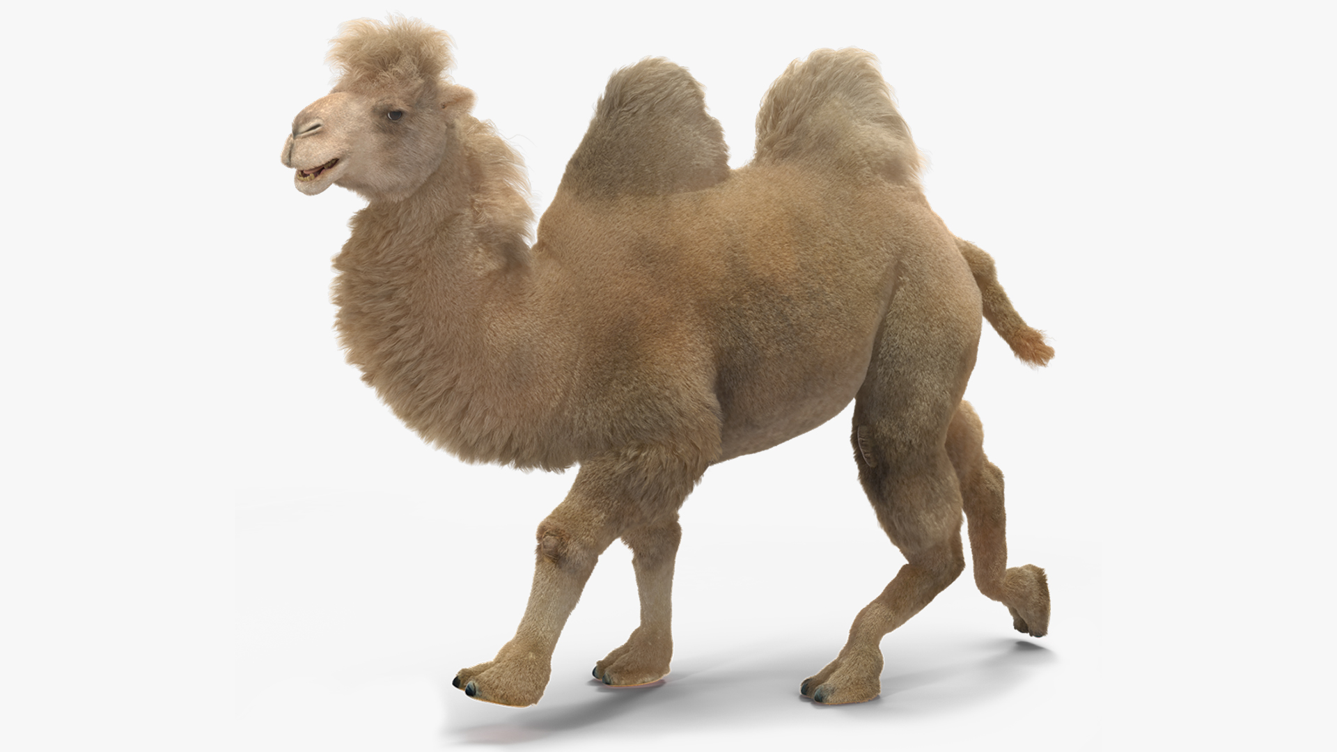 Bactrian Camel Light Colored Fur Rigged 3D model