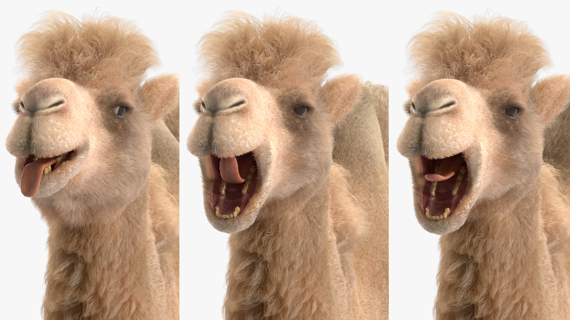 Bactrian Camel Light Colored Fur Rigged 3D model