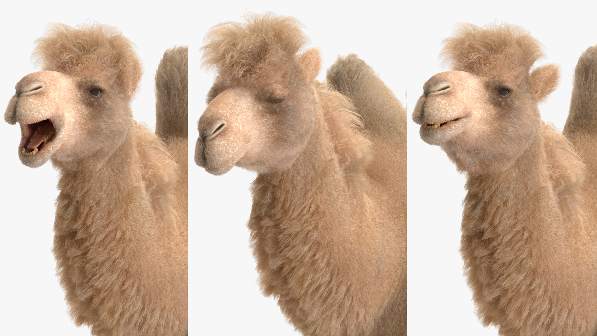 Bactrian Camel Light Colored Fur Rigged 3D model