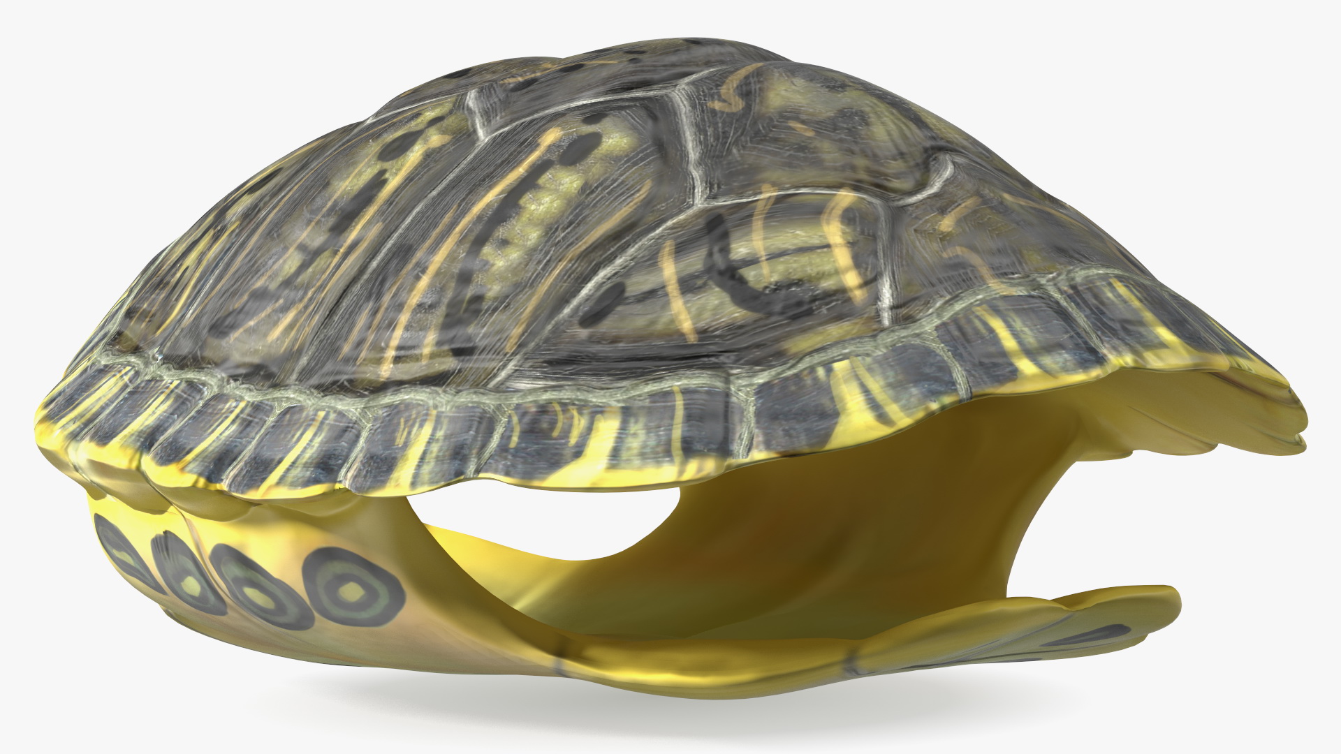 Red Eared Turtle Shell 3D