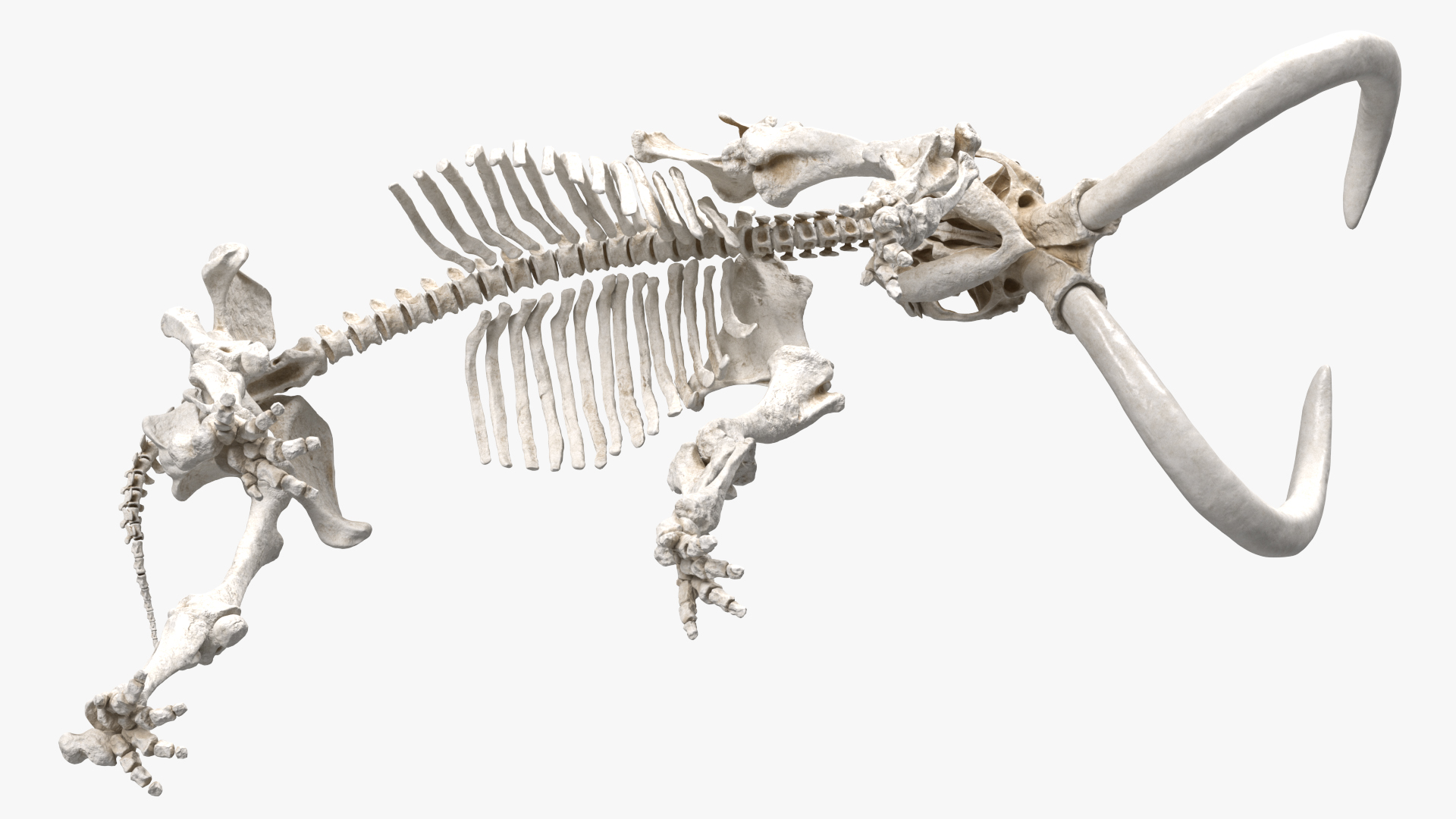 3D Mammoth Skeleton Clean Bones Walking Pose