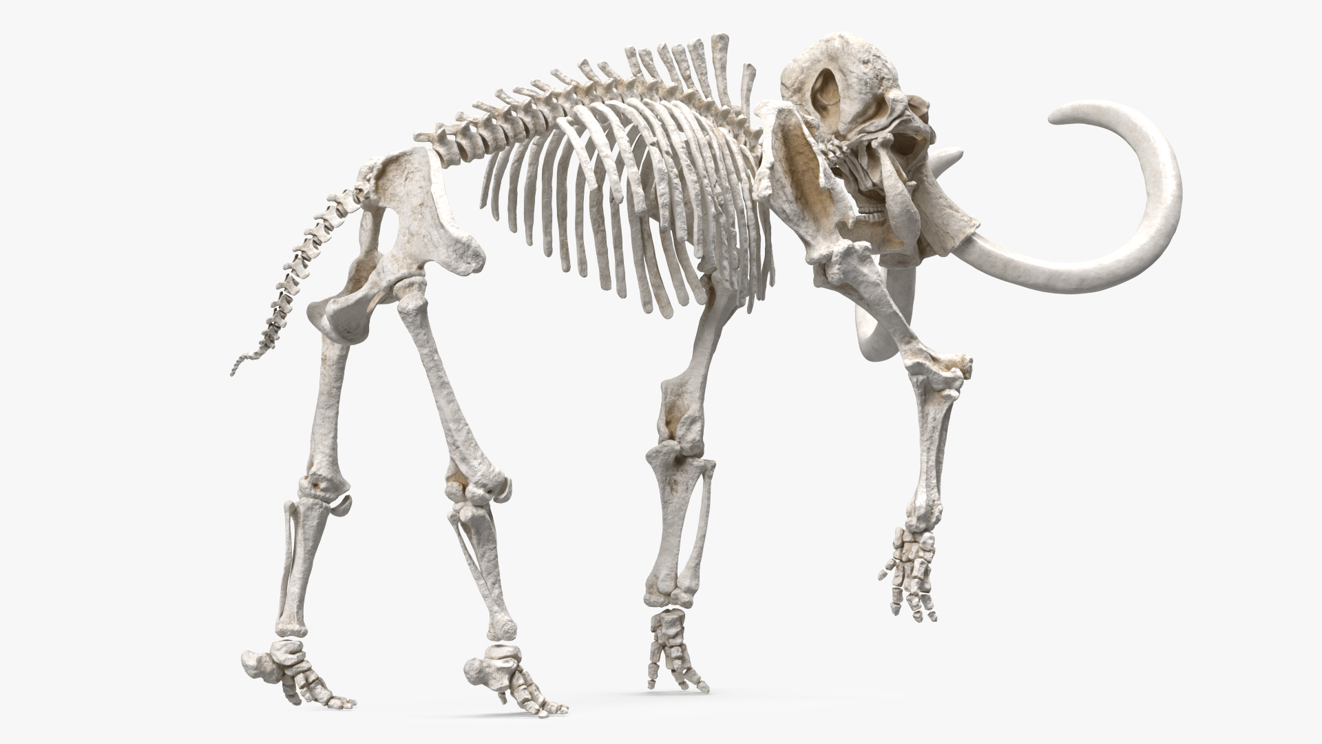 3D Mammoth Skeleton Clean Bones Walking Pose