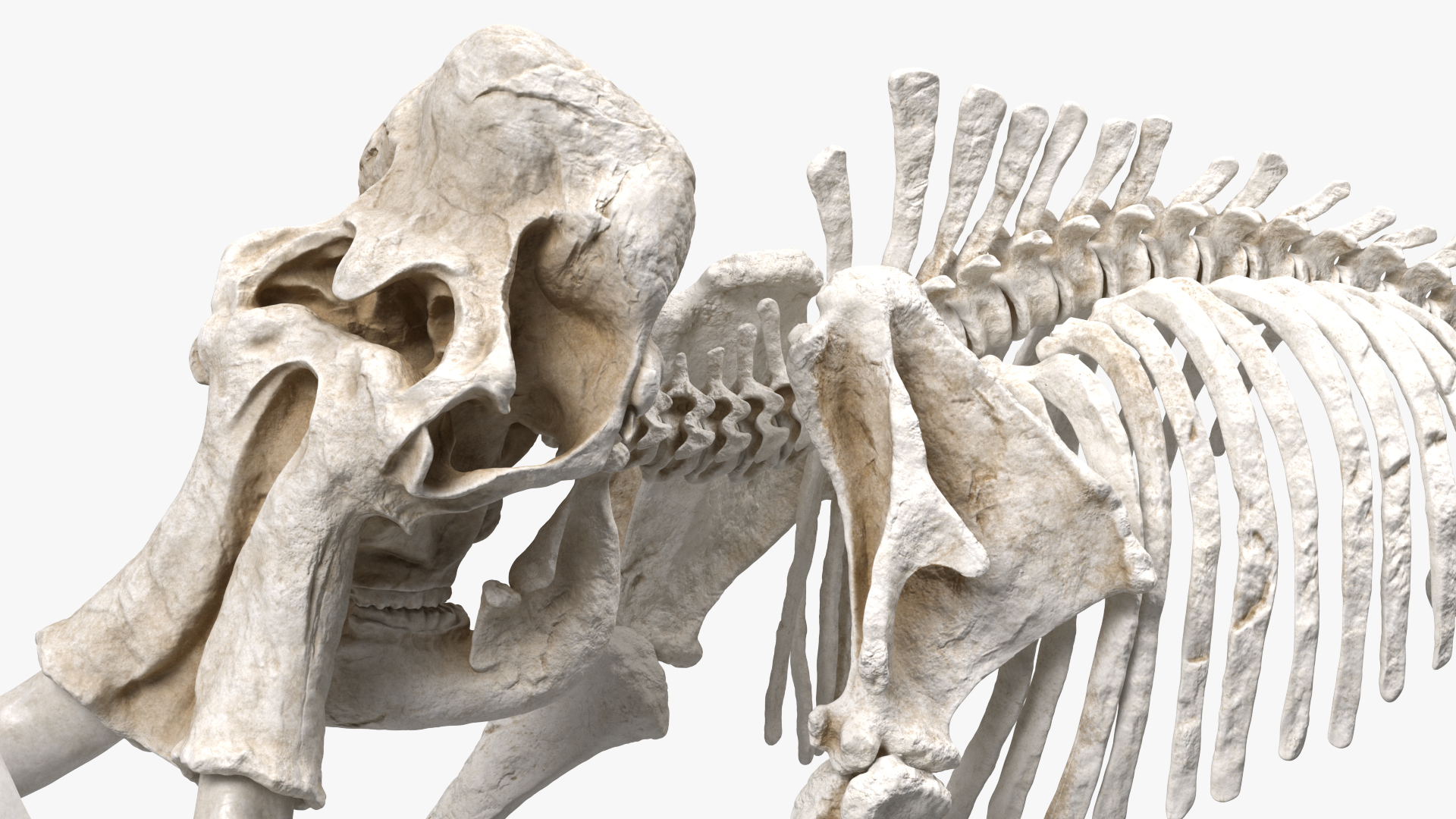 3D Mammoth Skeleton Clean Bones Walking Pose