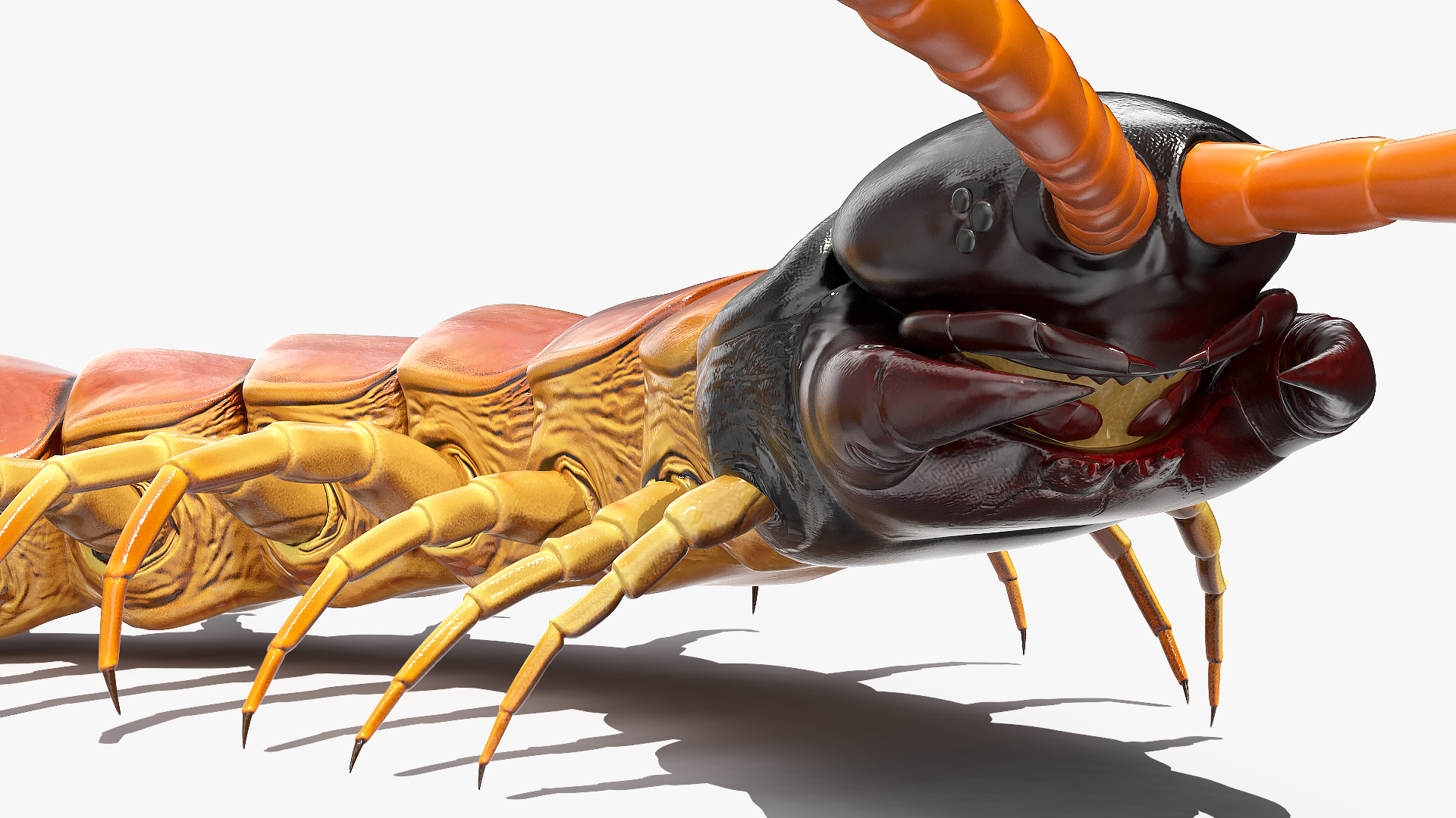3D Scolopendra Heros Arizonensis Crawling model