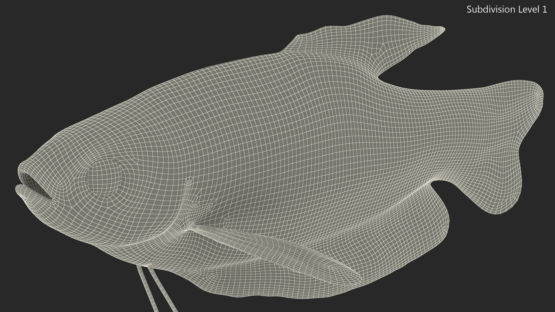 3D Tropical Gourami Fish Rigged model