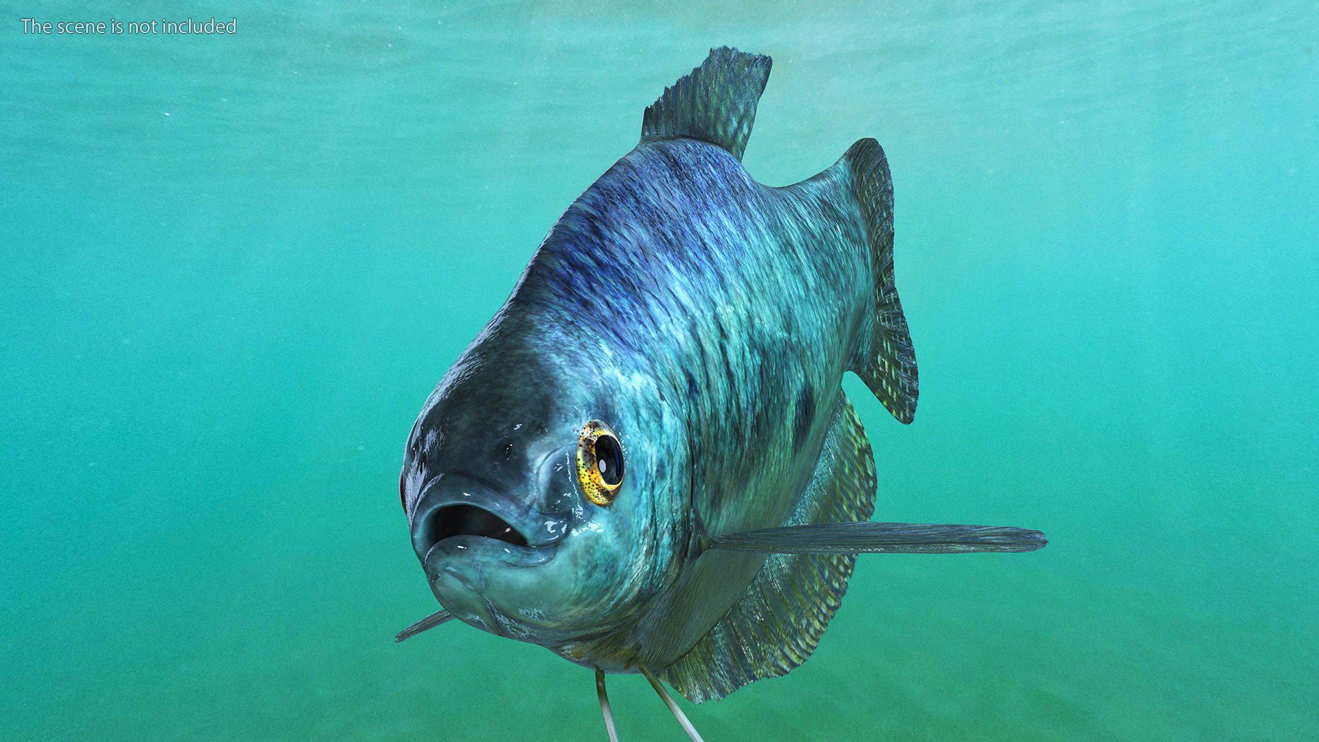 3D Tropical Gourami Fish Rigged model