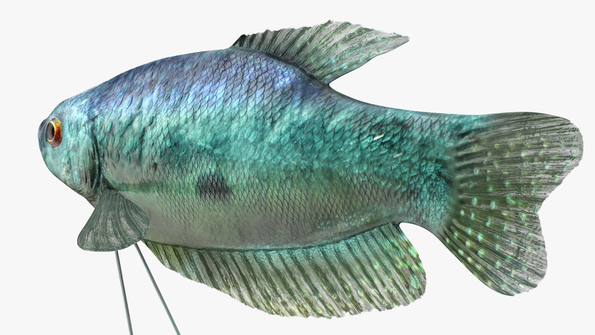 3D Tropical Gourami Fish Rigged model