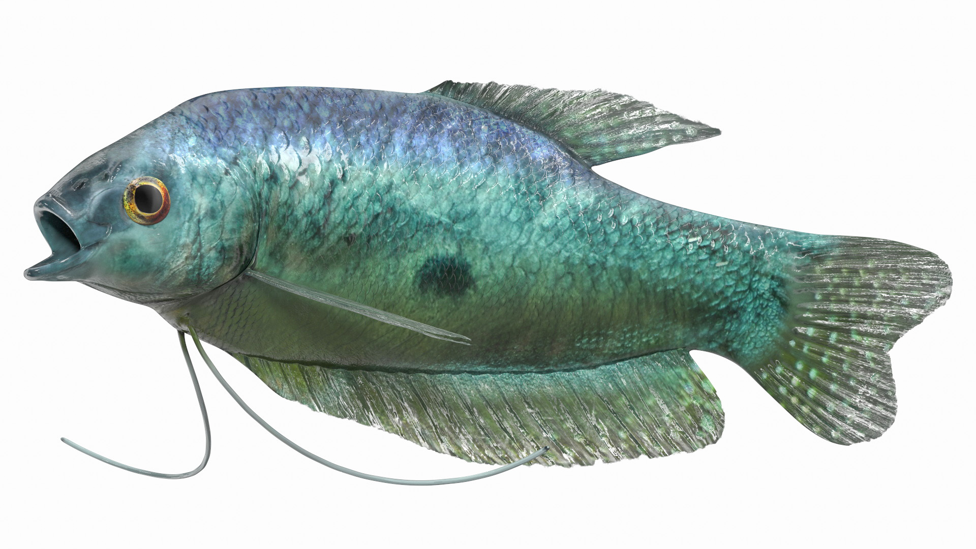 3D Tropical Gourami Fish Rigged model