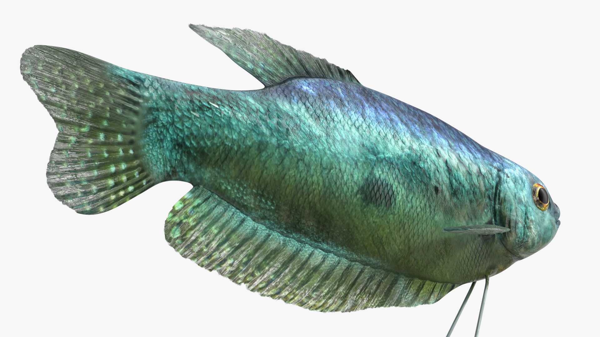 3D Tropical Gourami Fish Rigged model