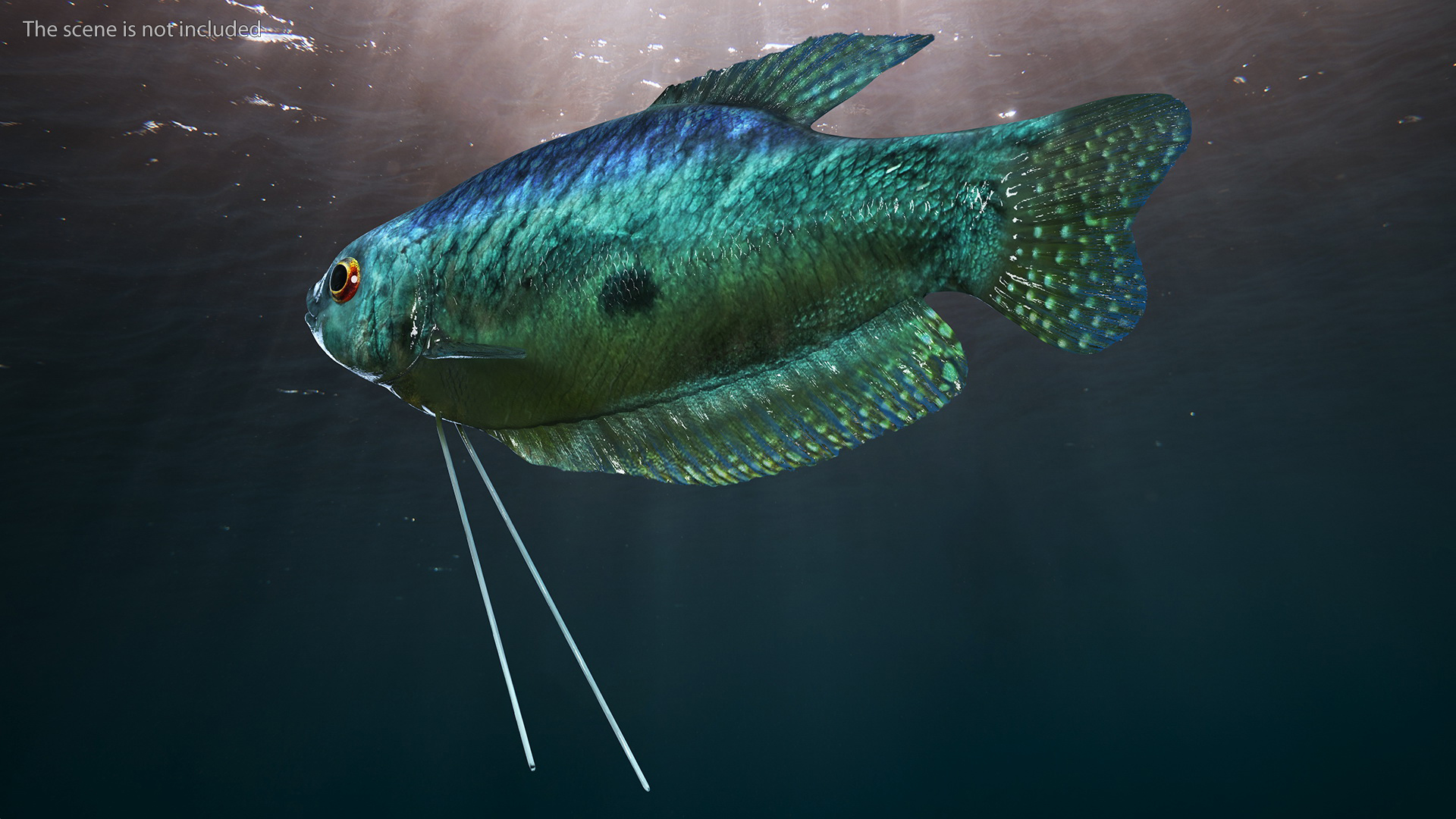 3D Tropical Gourami Fish Rigged model