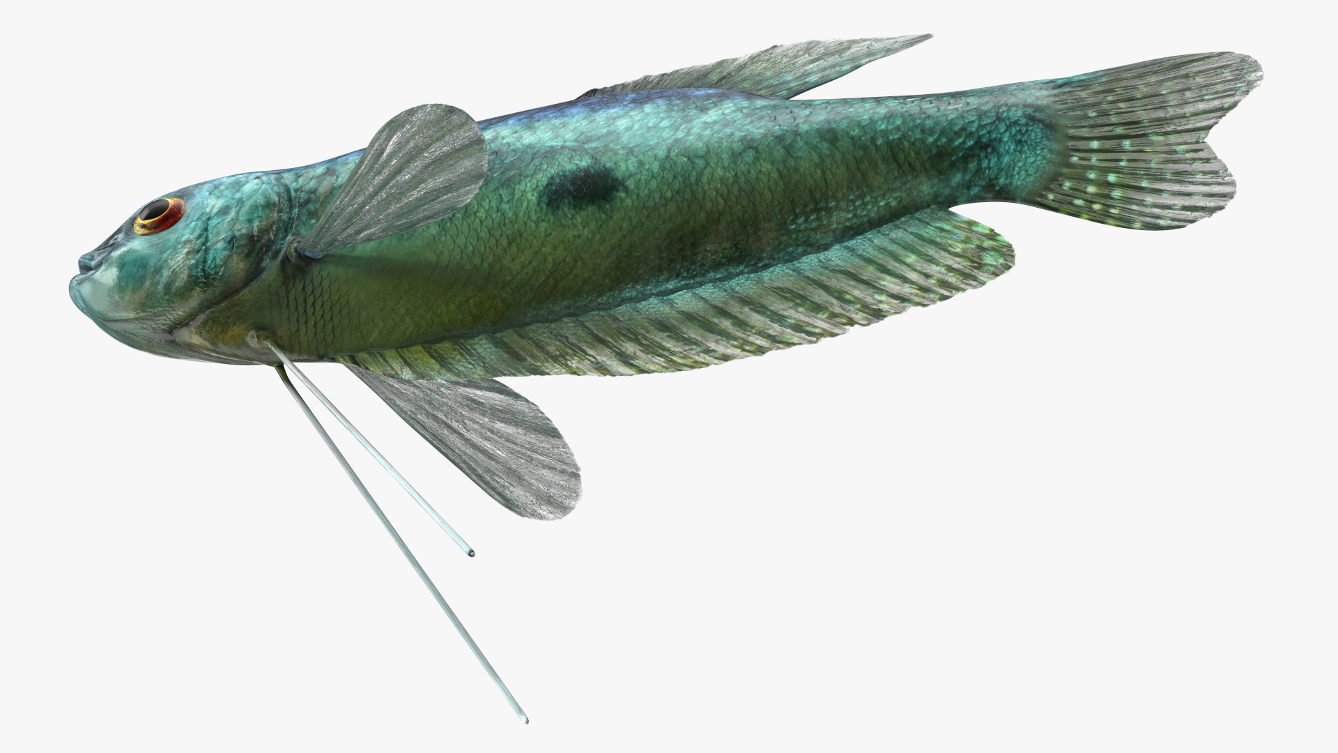 3D Tropical Gourami Fish Rigged model