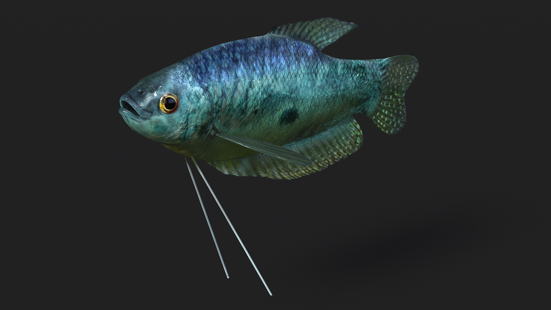 3D Tropical Gourami Fish Rigged model