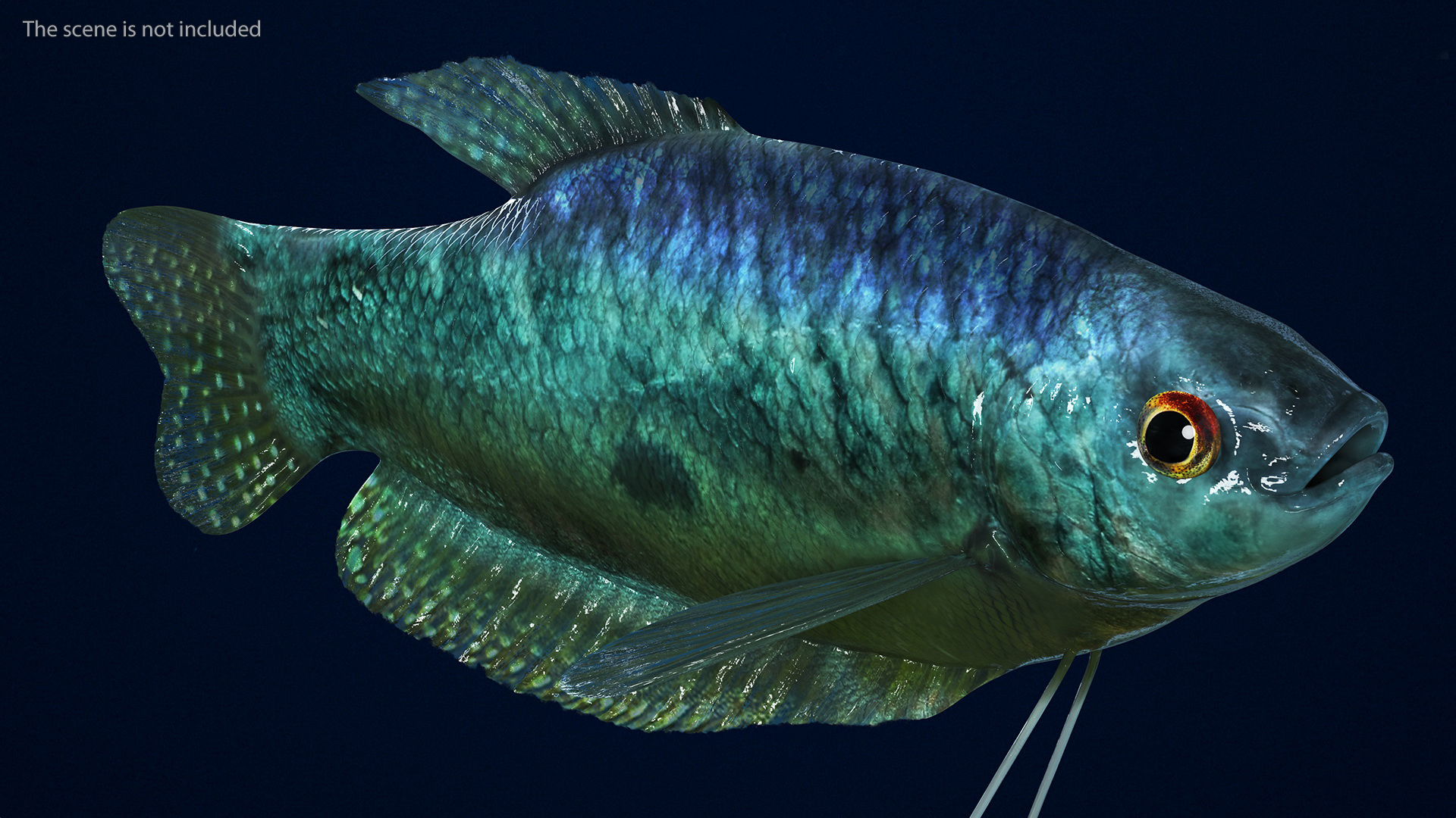 3D Tropical Gourami Fish Rigged model