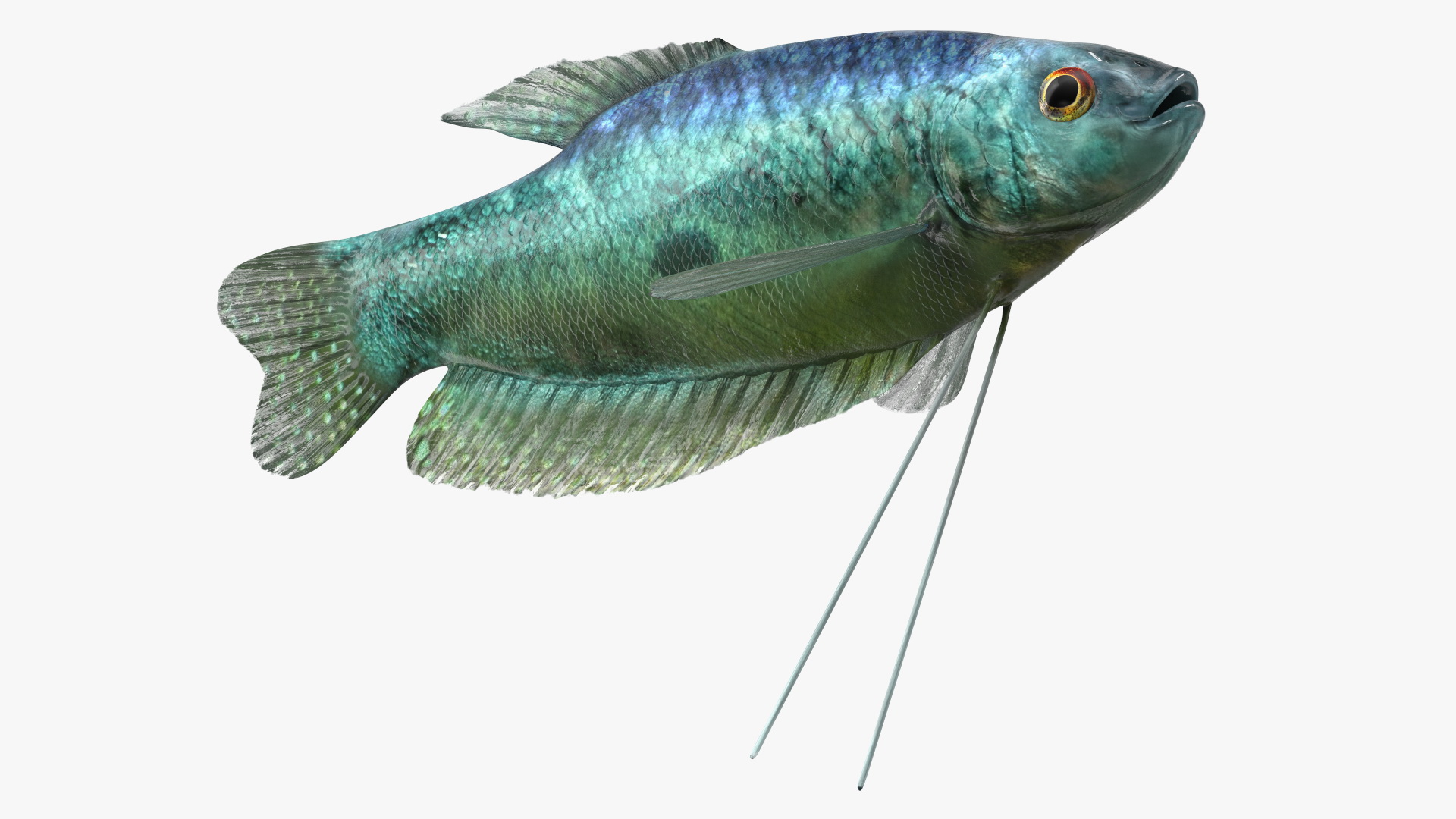 3D Tropical Gourami Fish Rigged model