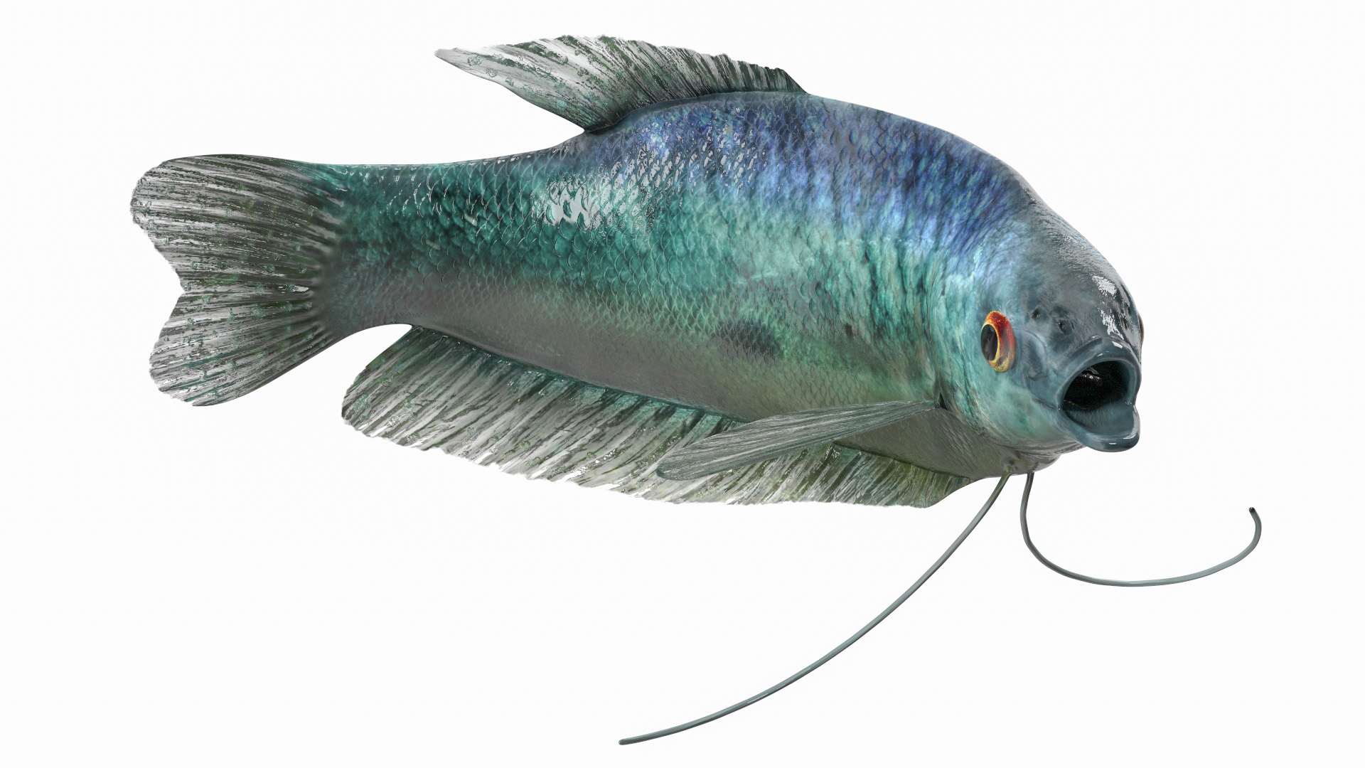 3D Tropical Gourami Fish Rigged model