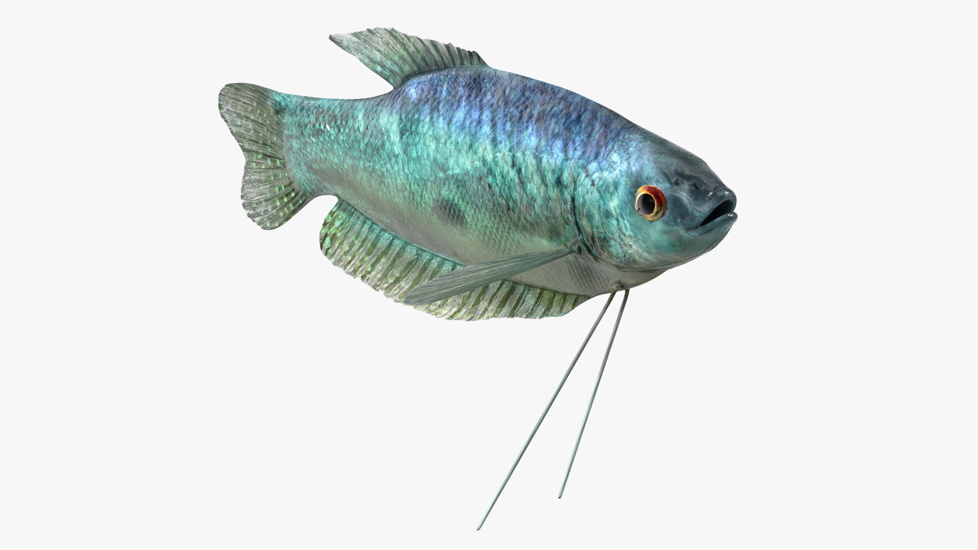 3D Tropical Gourami Fish Rigged model