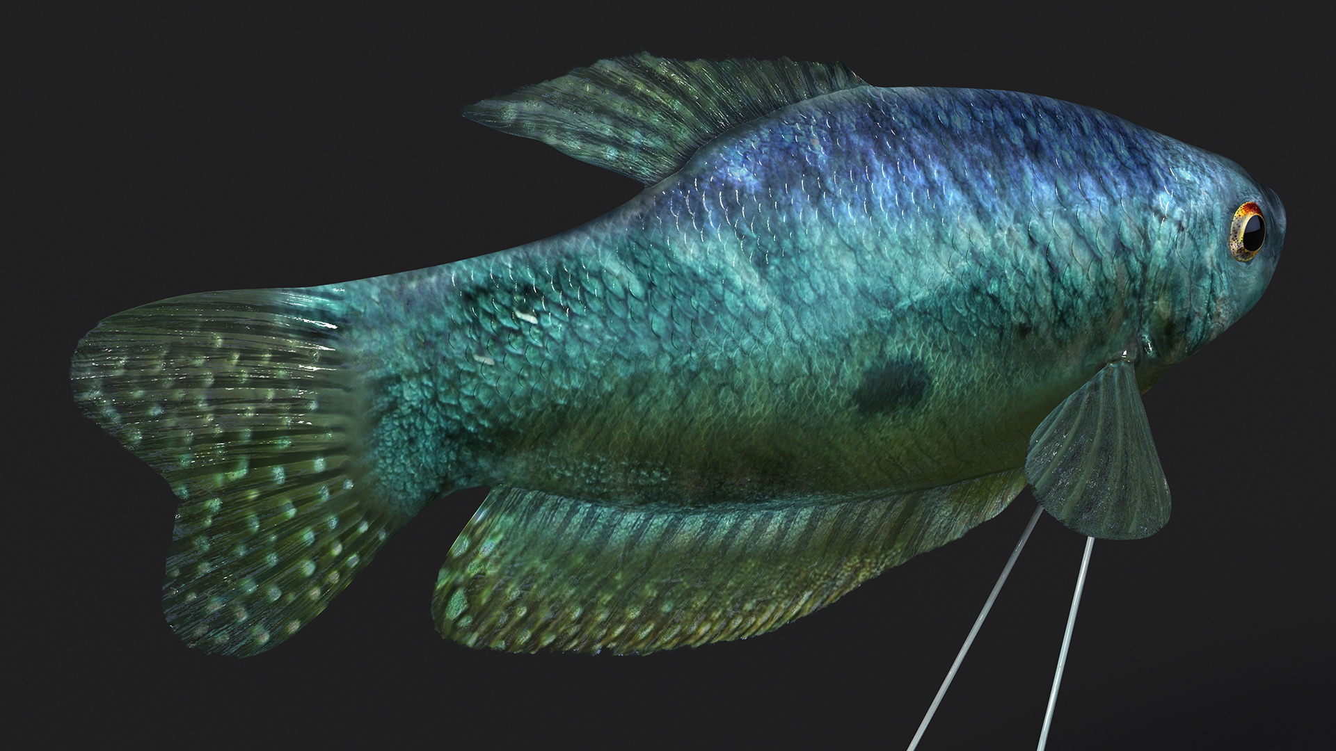3D Tropical Gourami Fish Rigged model