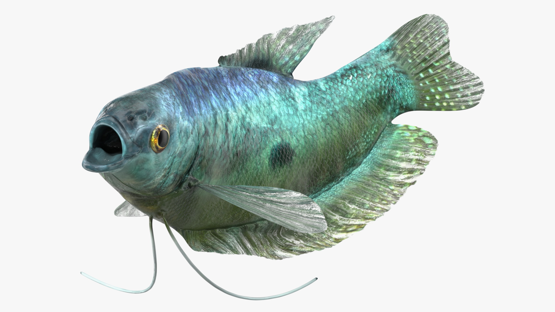 3D Tropical Gourami Fish Rigged model