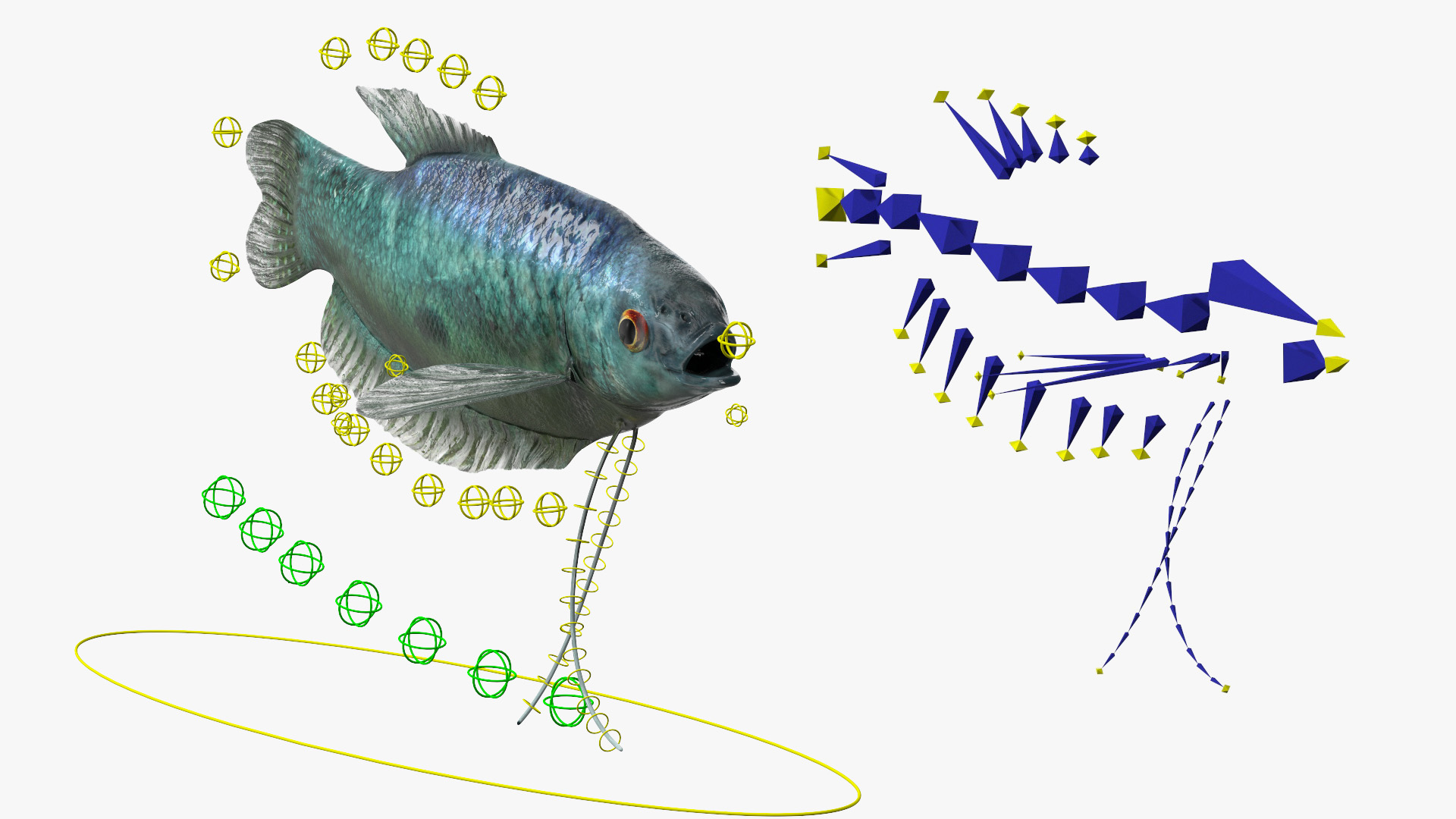 3D Tropical Gourami Fish Rigged model