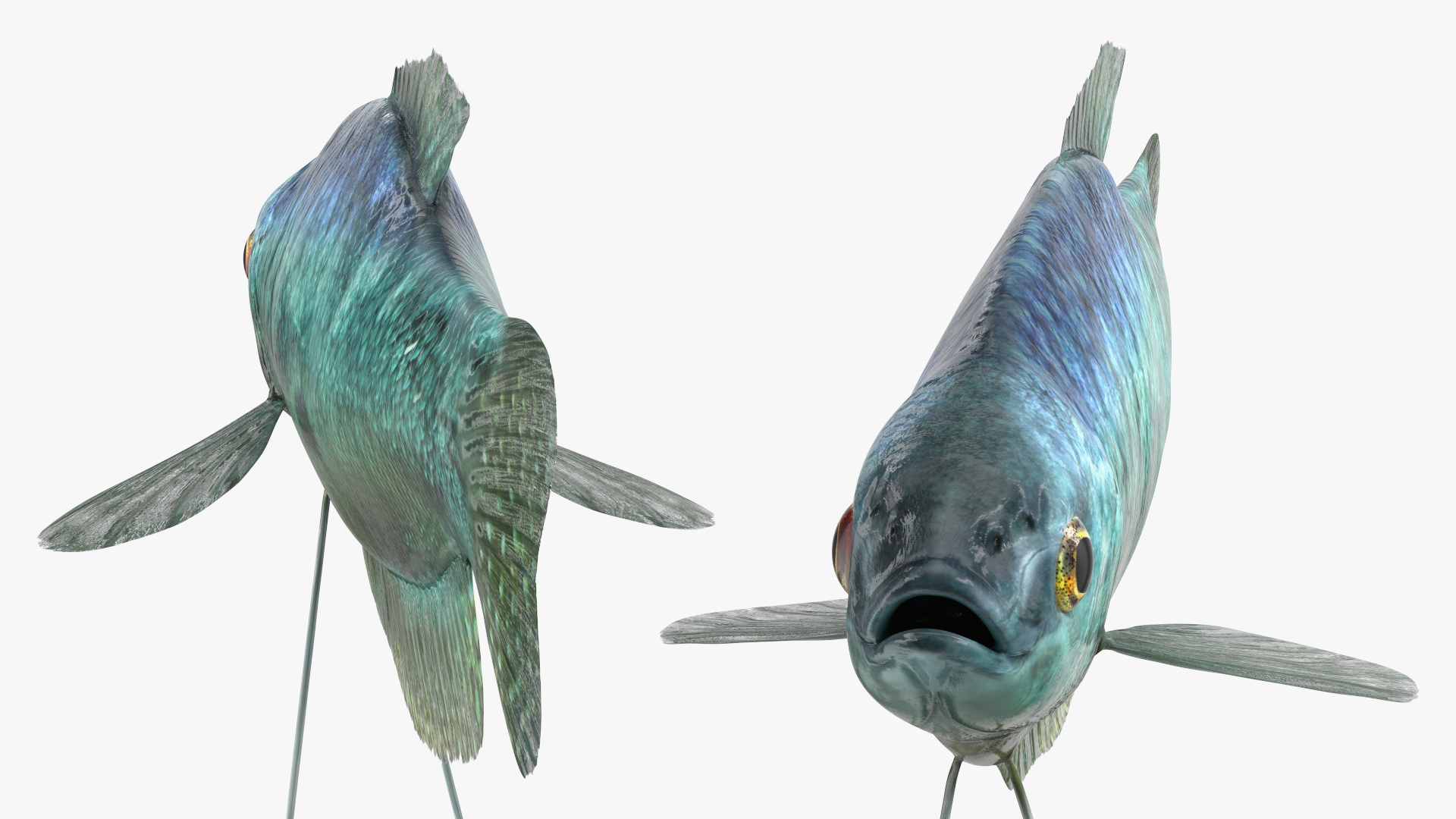 3D Tropical Gourami Fish Rigged model