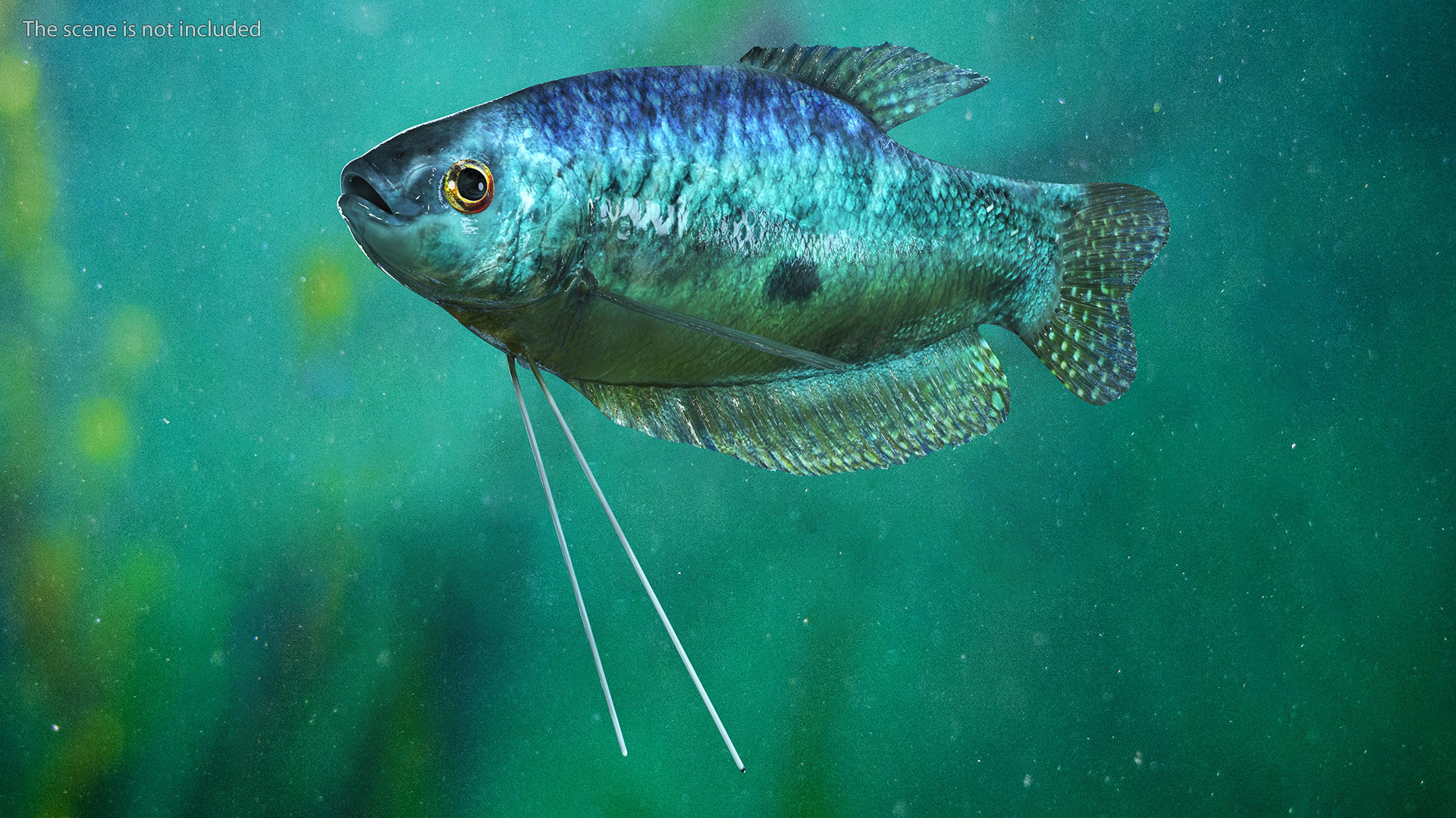 3D Tropical Gourami Fish Rigged model