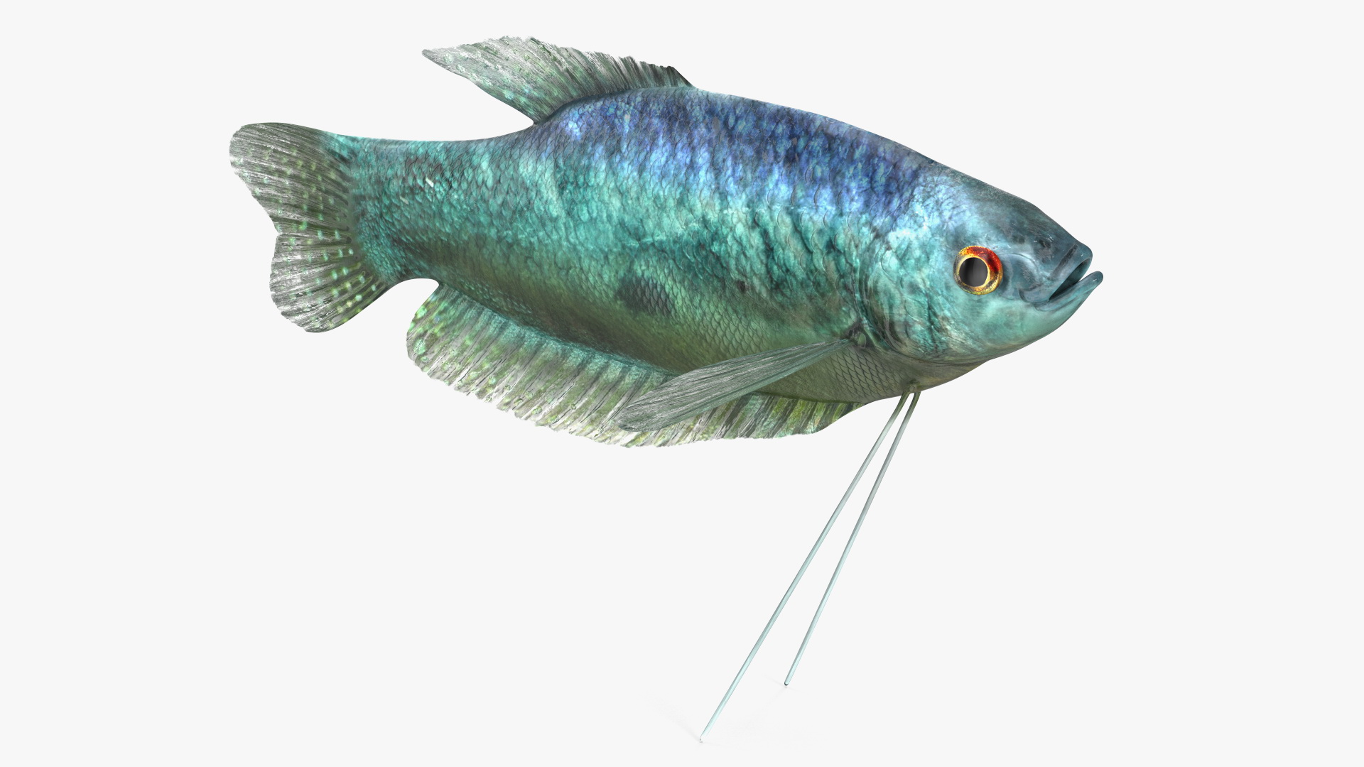 3D Tropical Gourami Fish Rigged model