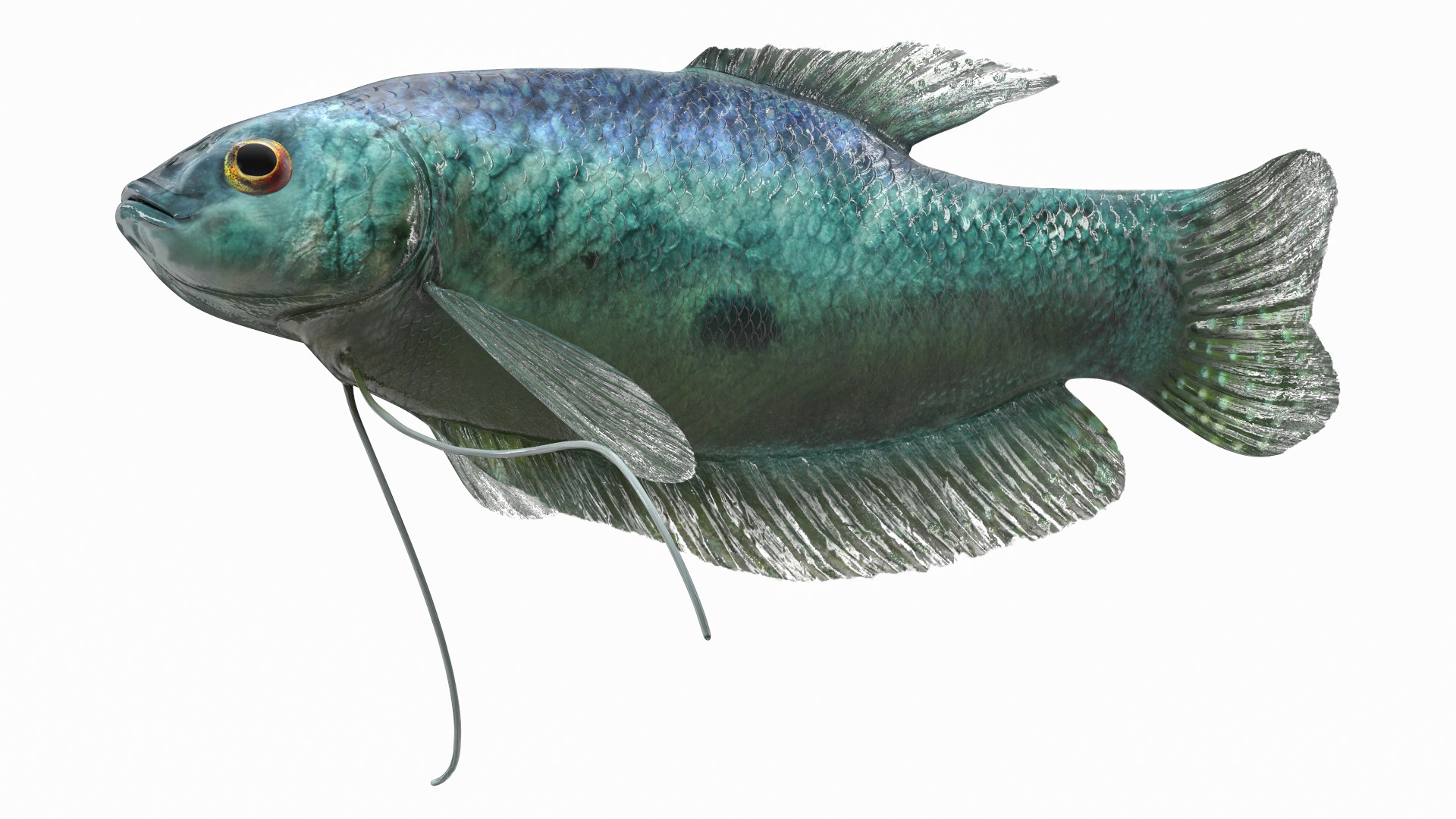 3D Tropical Gourami Fish Rigged model