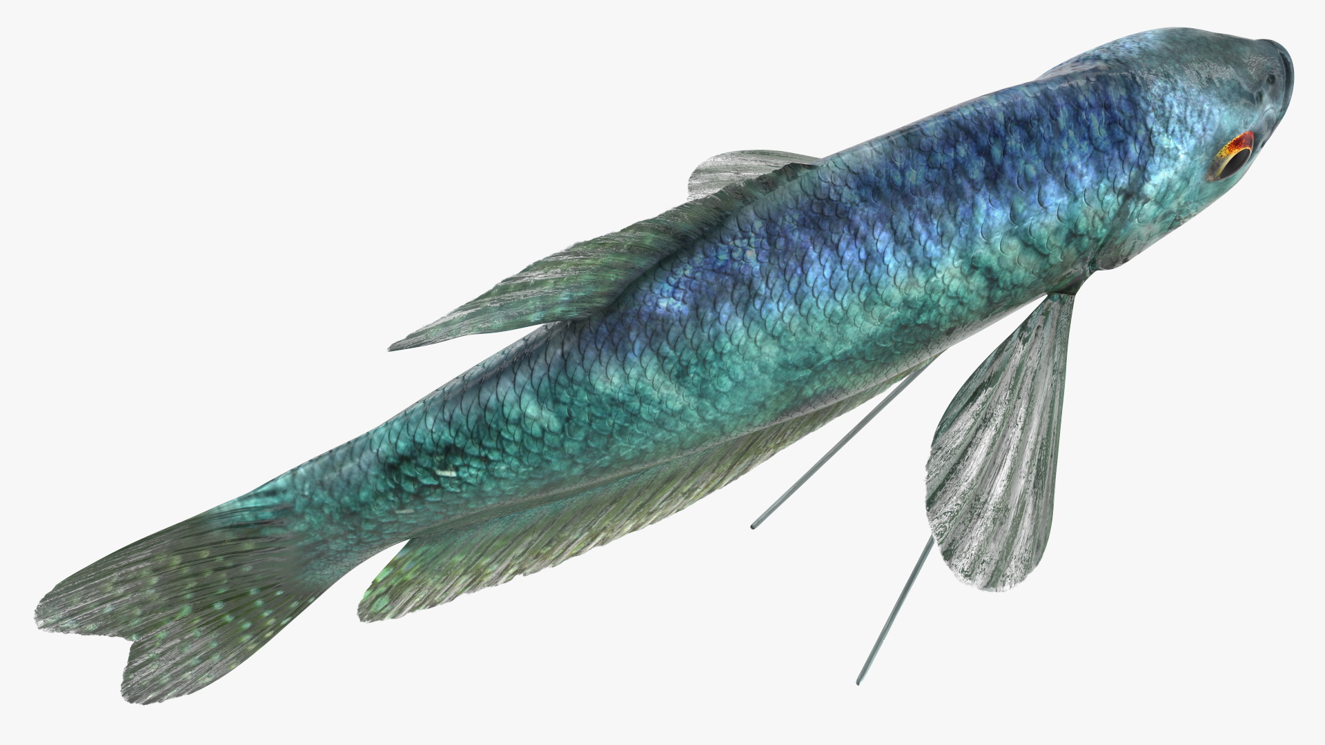 3D Tropical Gourami Fish Rigged model