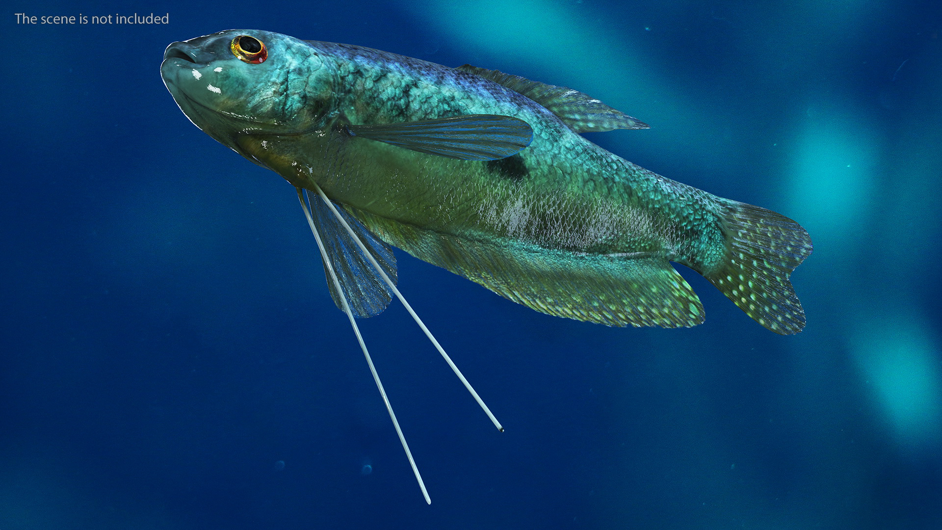 3D Tropical Gourami Fish Rigged model