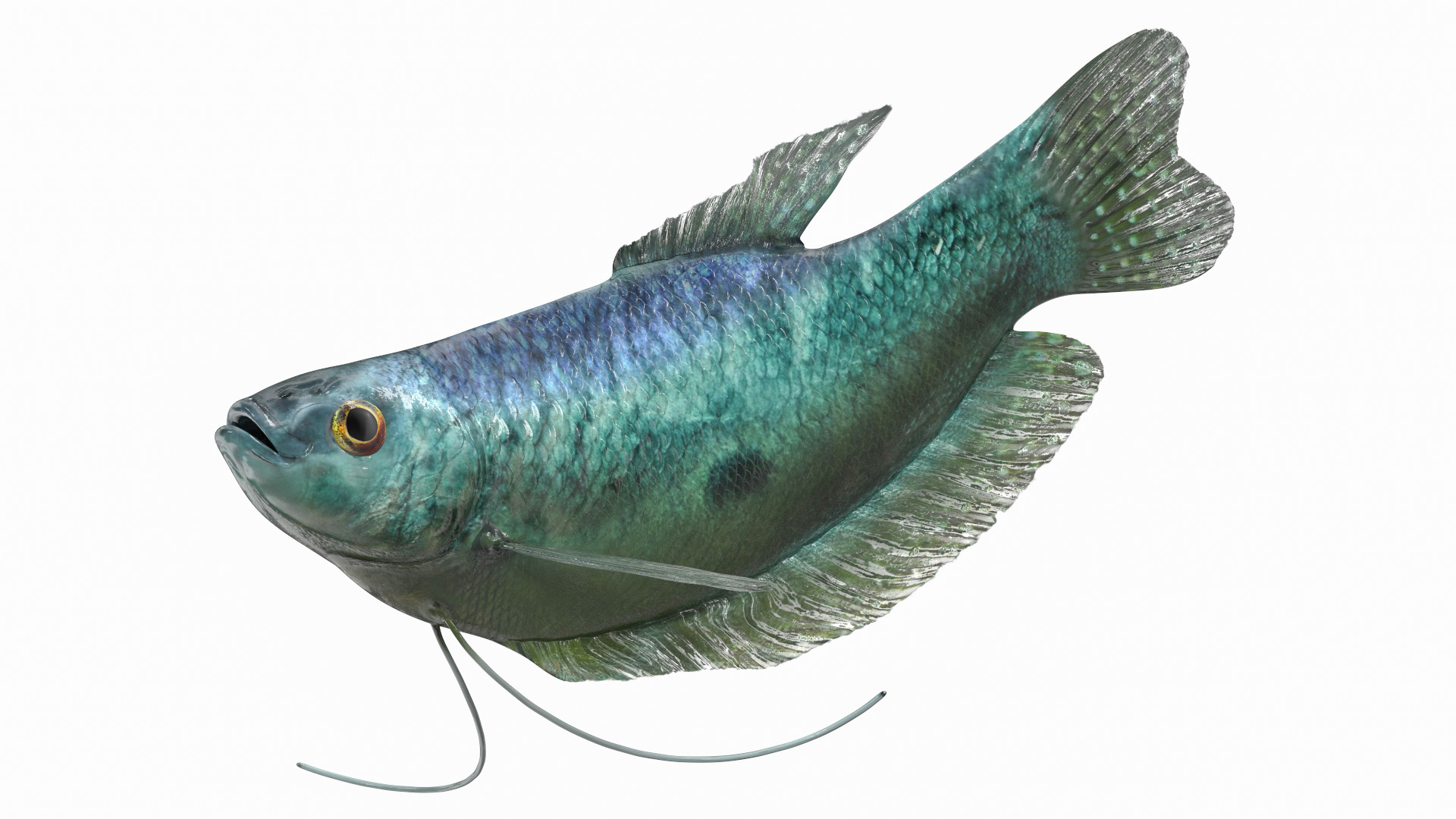 3D Tropical Gourami Fish Rigged model