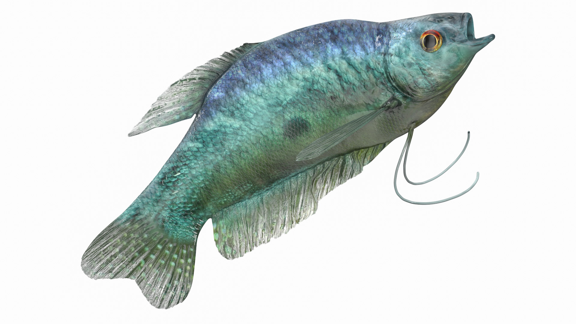 3D Tropical Gourami Fish Rigged model