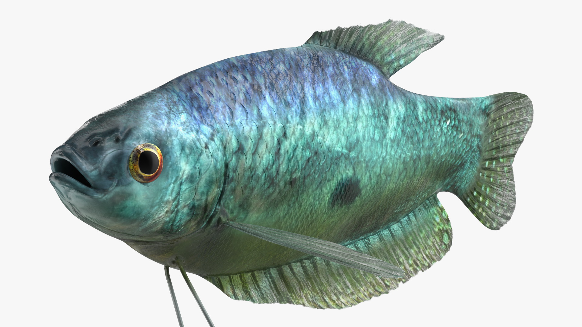 3D Tropical Gourami Fish Rigged model