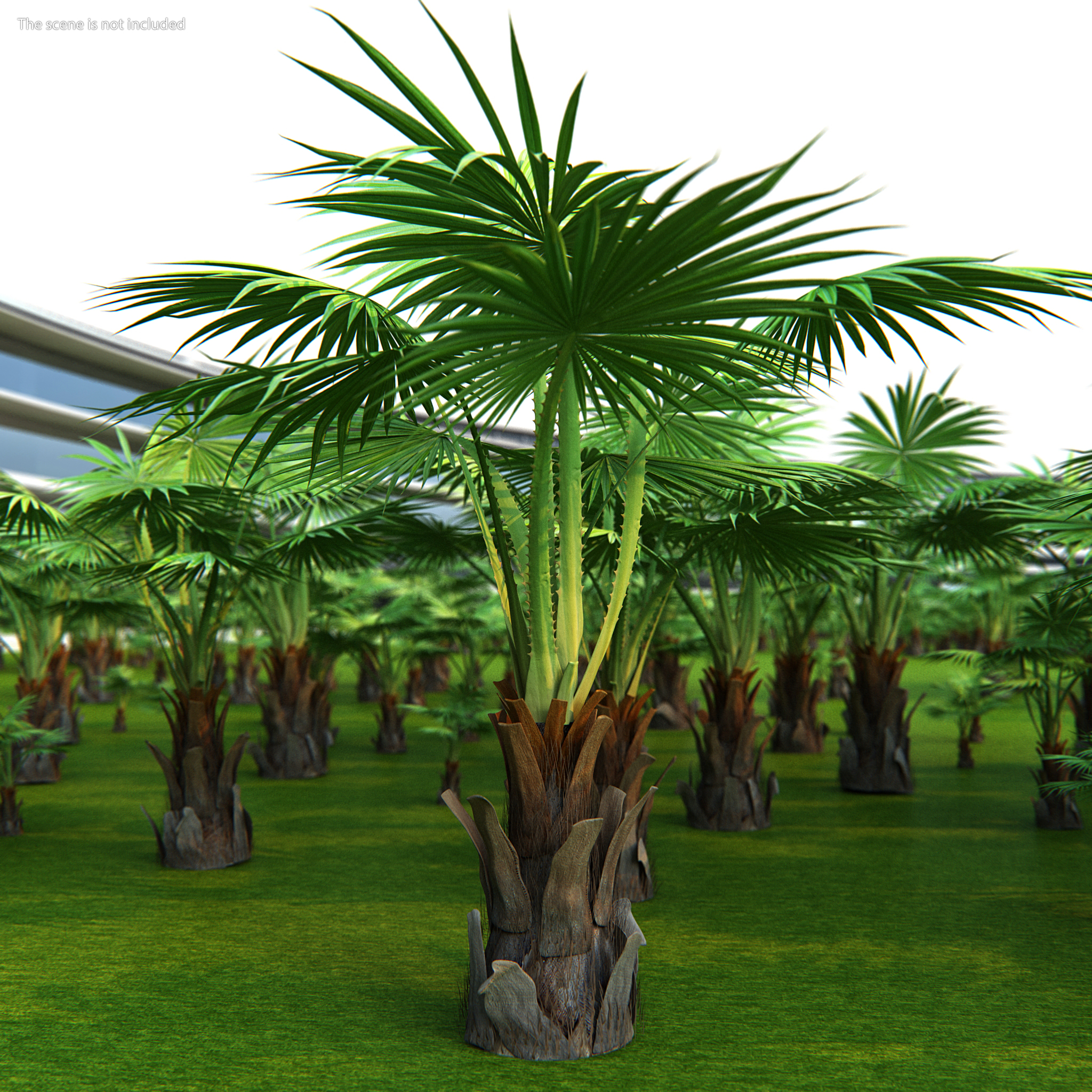 3D Mexican Fan Palm