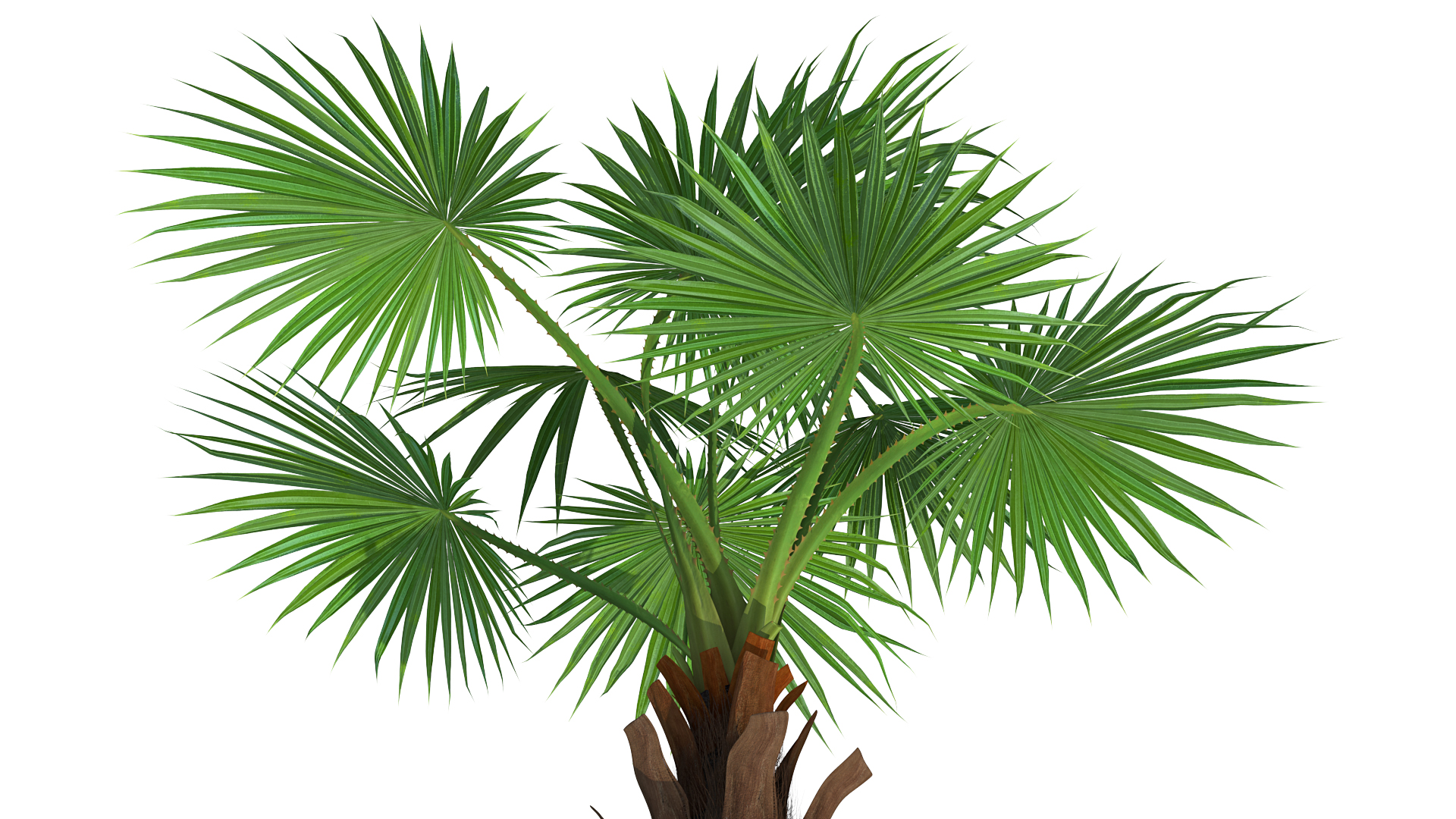 3D Mexican Fan Palm