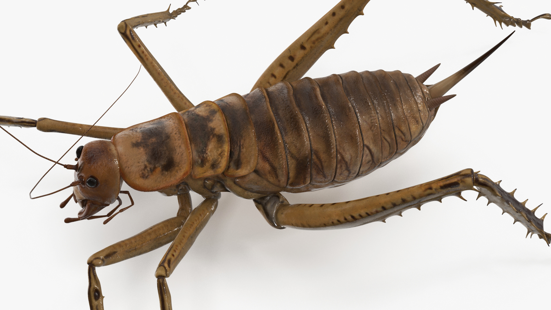 3D Giant Weta Rigged for Cinema 4D