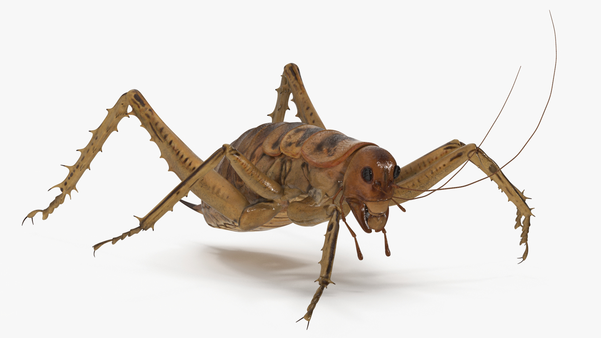 3D Giant Weta Rigged for Cinema 4D