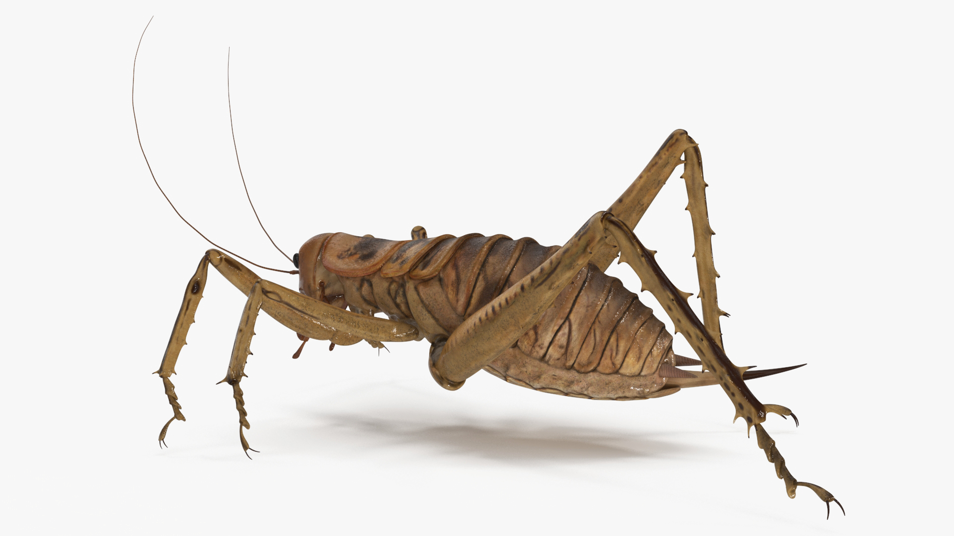 3D Giant Weta Rigged for Cinema 4D