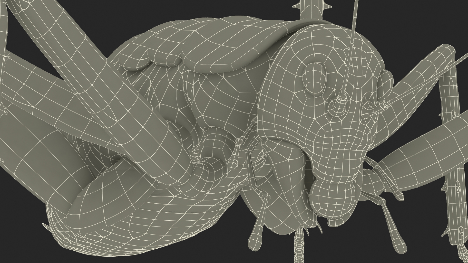 3D Giant Weta Rigged for Cinema 4D