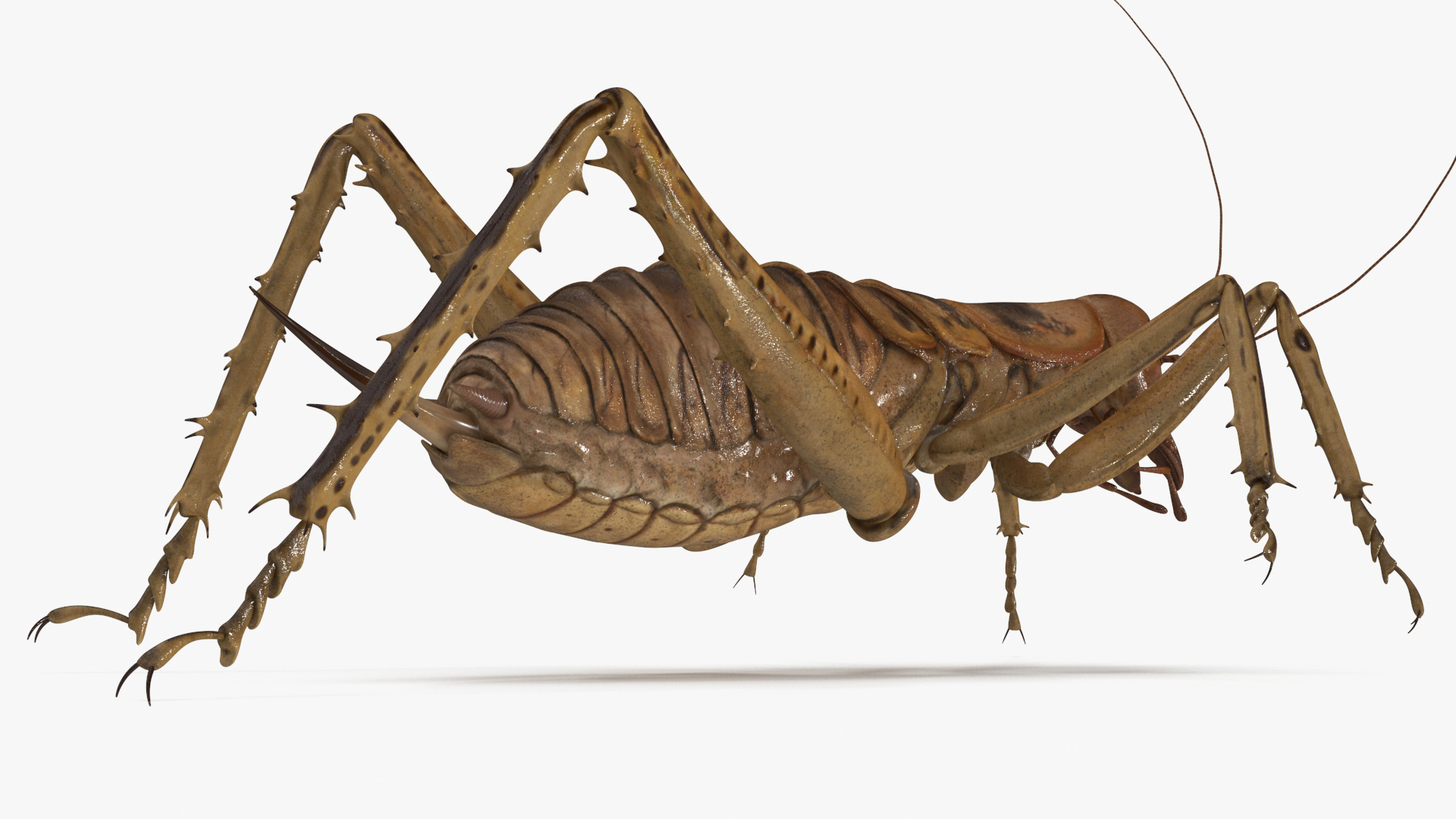 3D Giant Weta Rigged for Cinema 4D