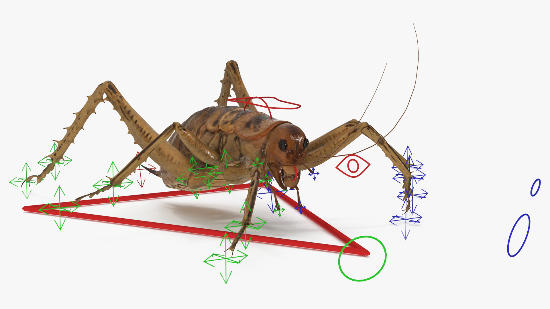 3D Giant Weta Rigged for Cinema 4D