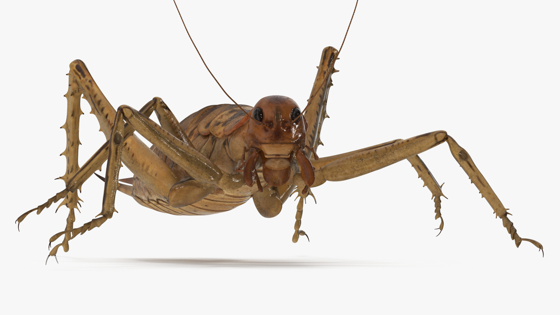 3D Giant Weta Rigged for Cinema 4D