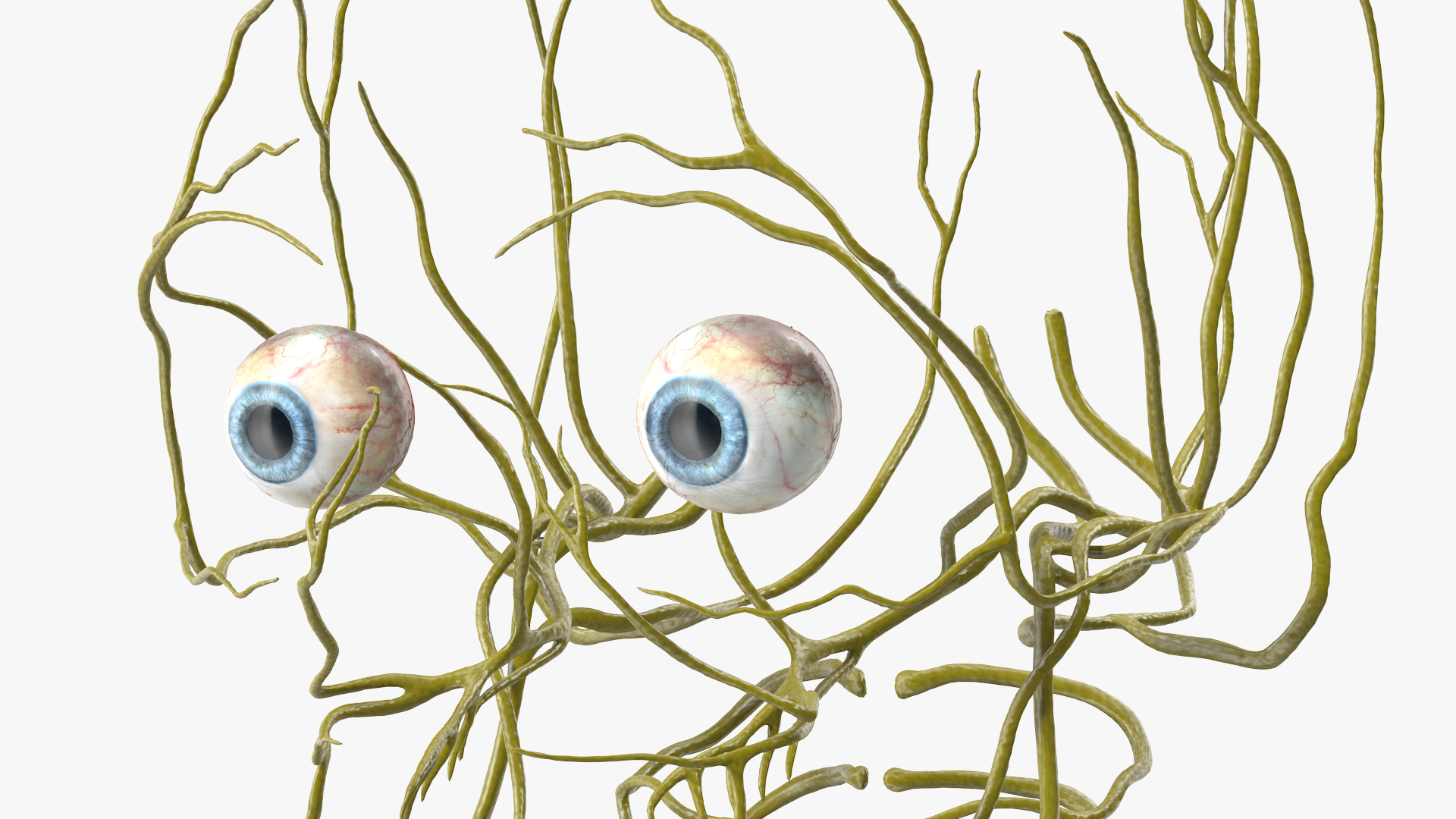 3D Female Nervous System