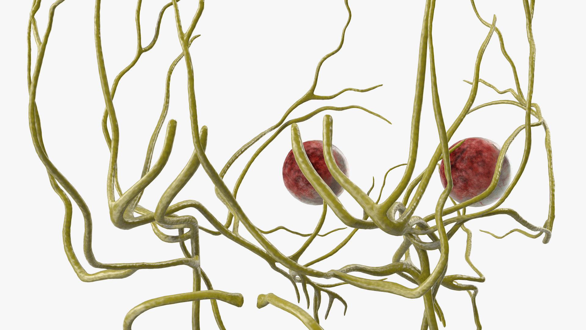 3D Female Nervous System