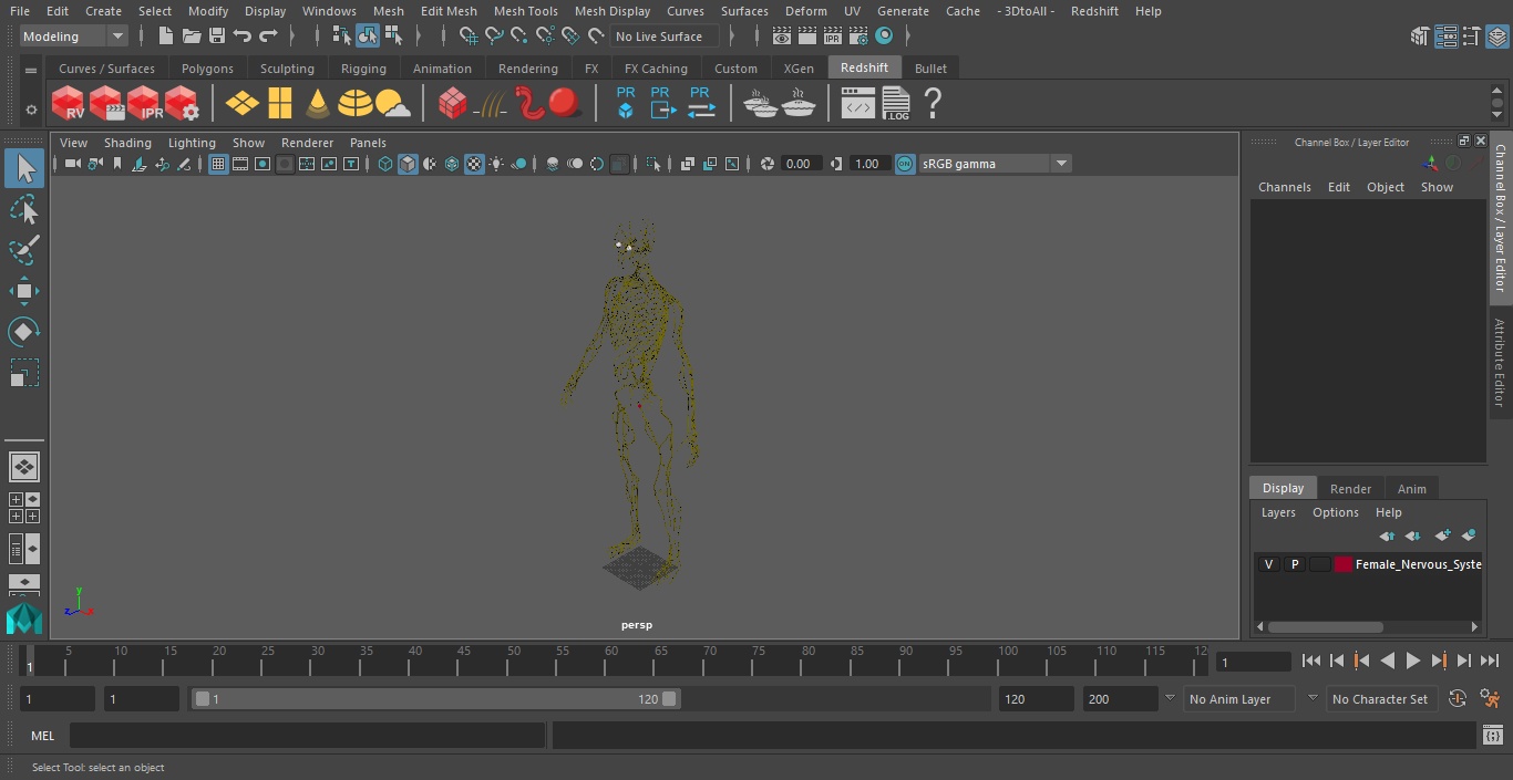 3D Female Nervous System