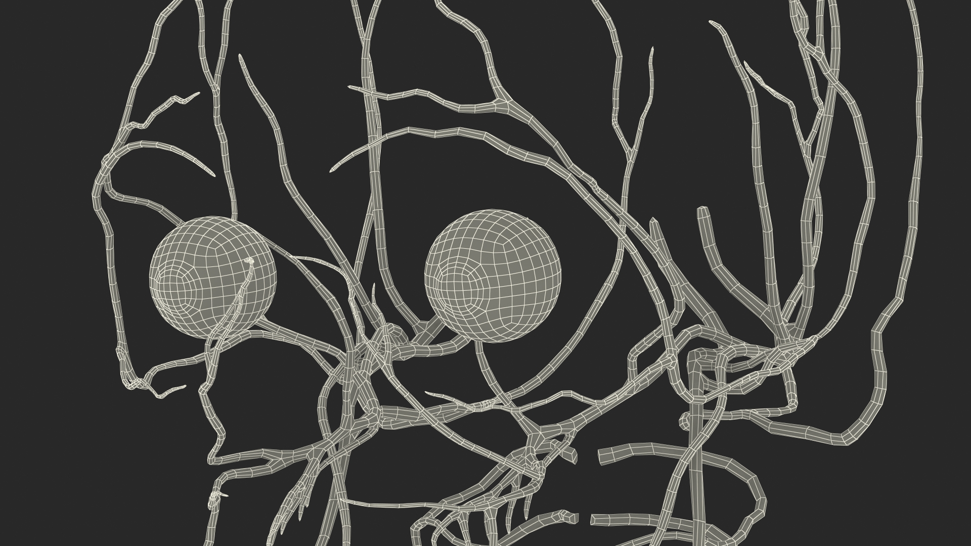 3D Female Nervous System