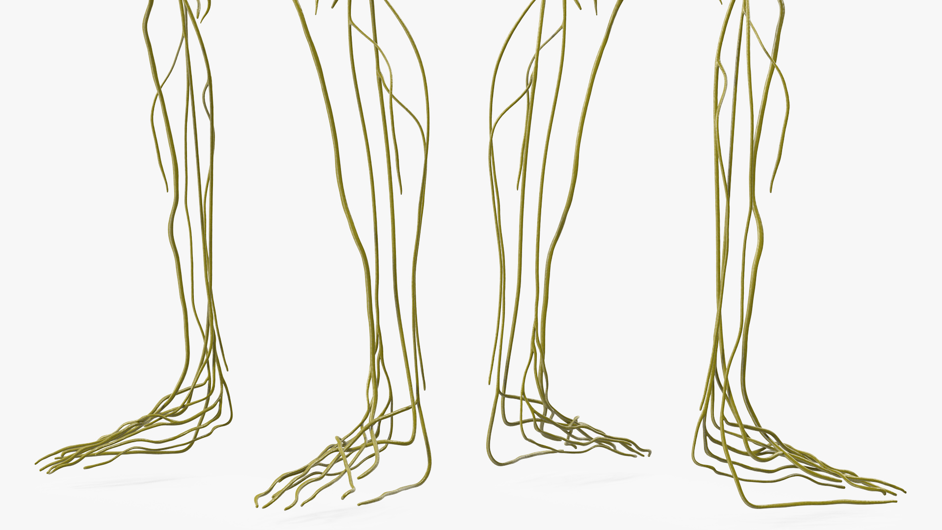 3D Female Nervous System