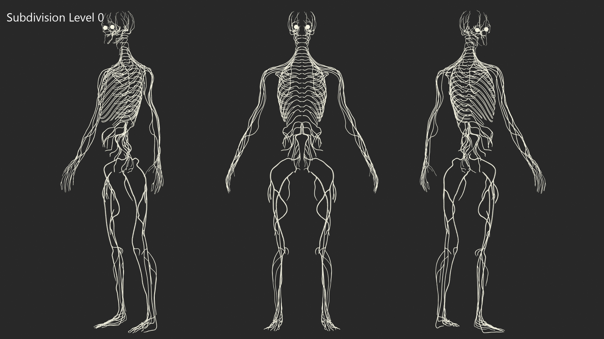 3D Female Nervous System