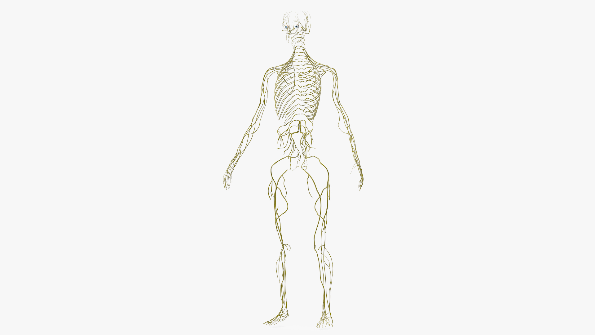 3D Female Nervous System