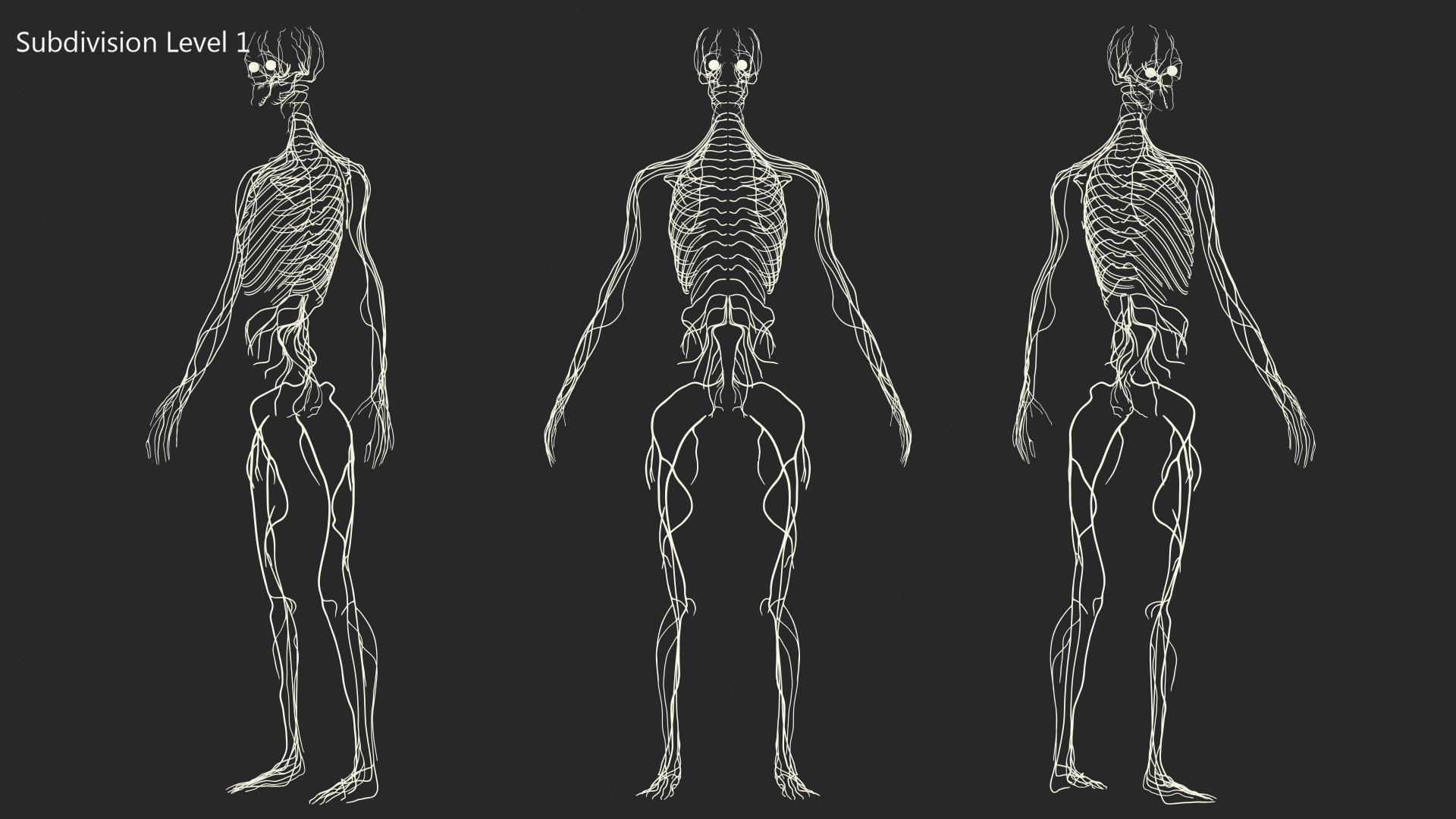 3D Female Nervous System